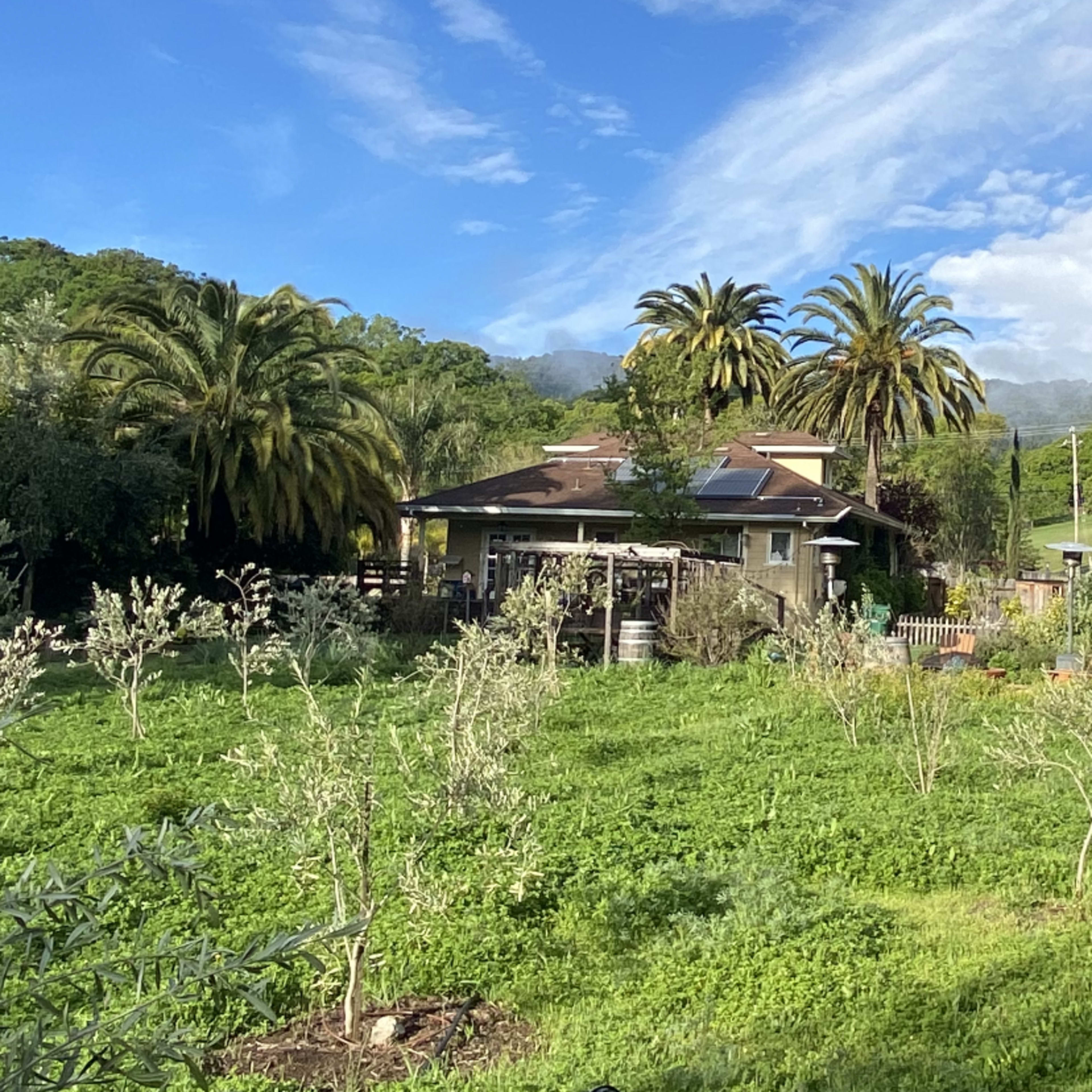 A lush garden with olive trees and palm trees surrounds a house amid green hills and a blue sky.