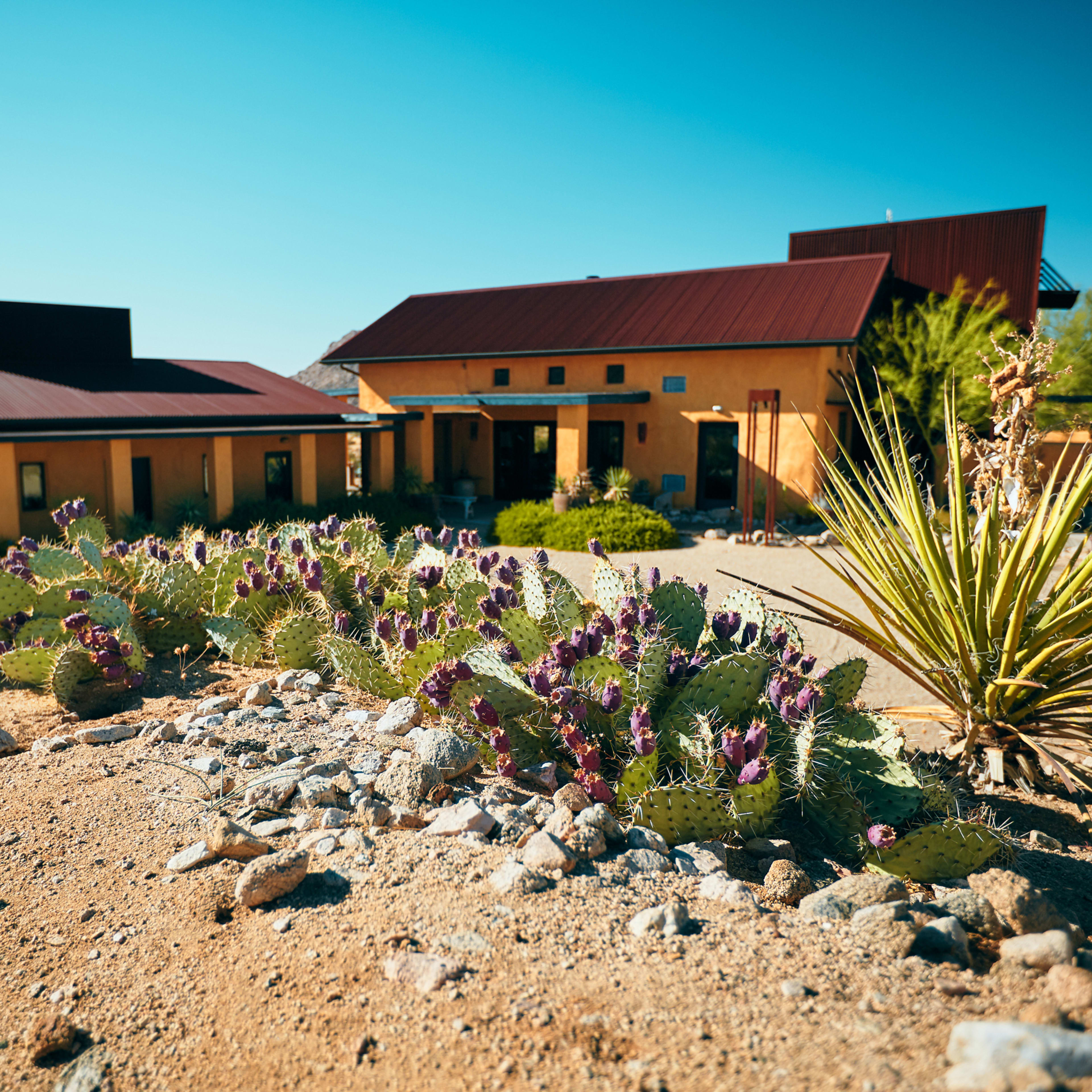 A modern desert home with a reddish metal roof is surrounded by cacti and gravel landscaping.
