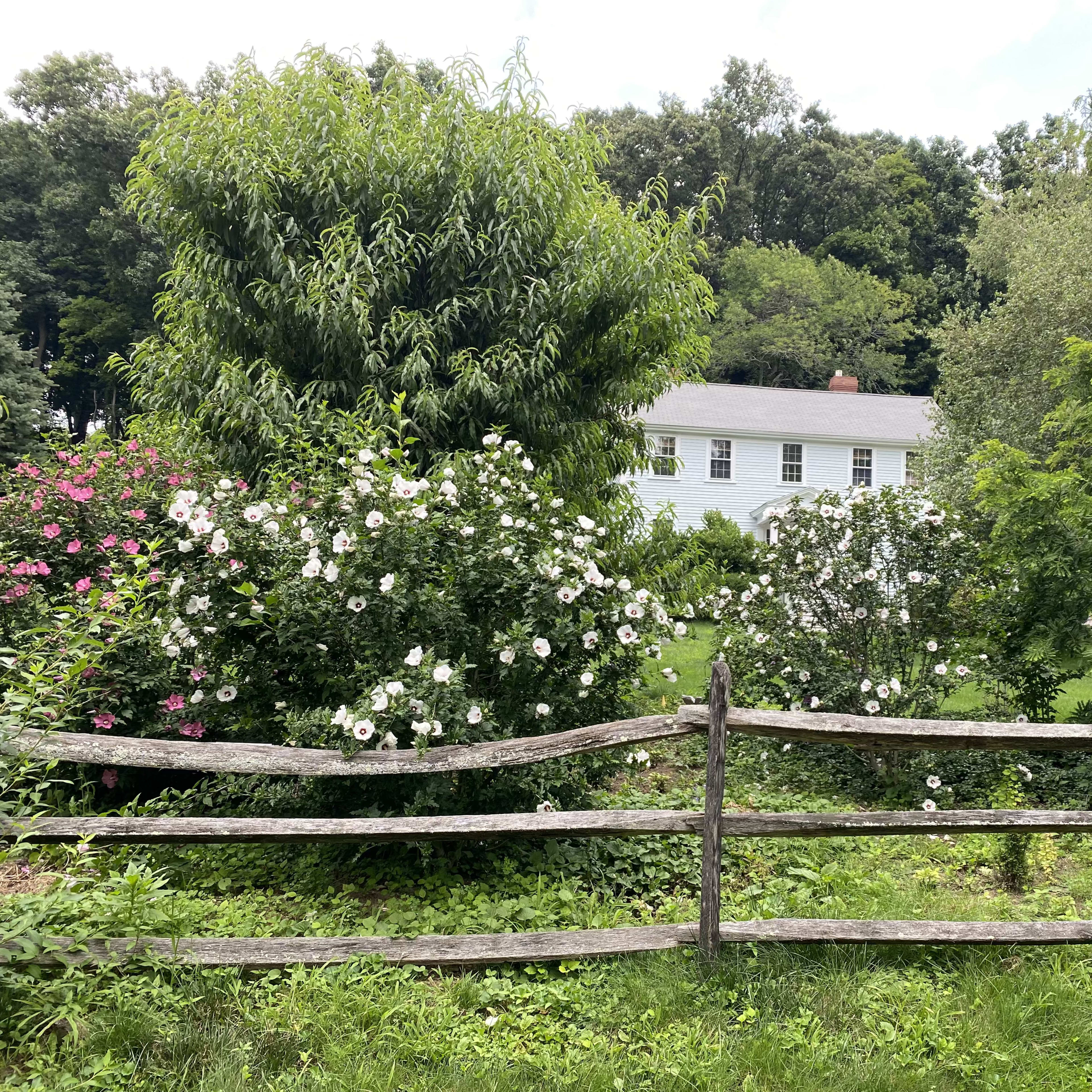 A white house is situated behind a garden filled with blooming flowers and a wooden fence.