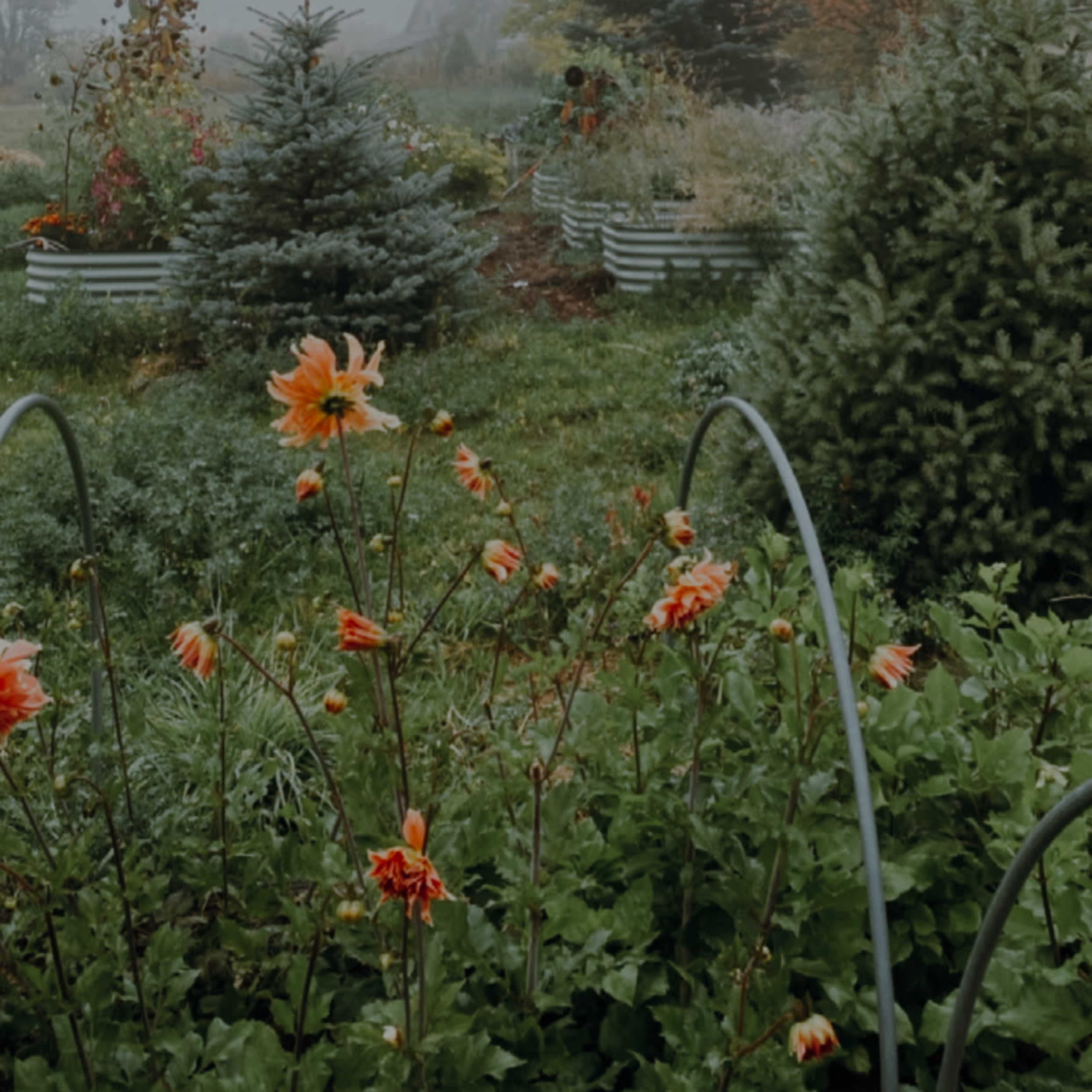 A garden filled with various evergreen trees and blooming orange flowers under overcast skies.
