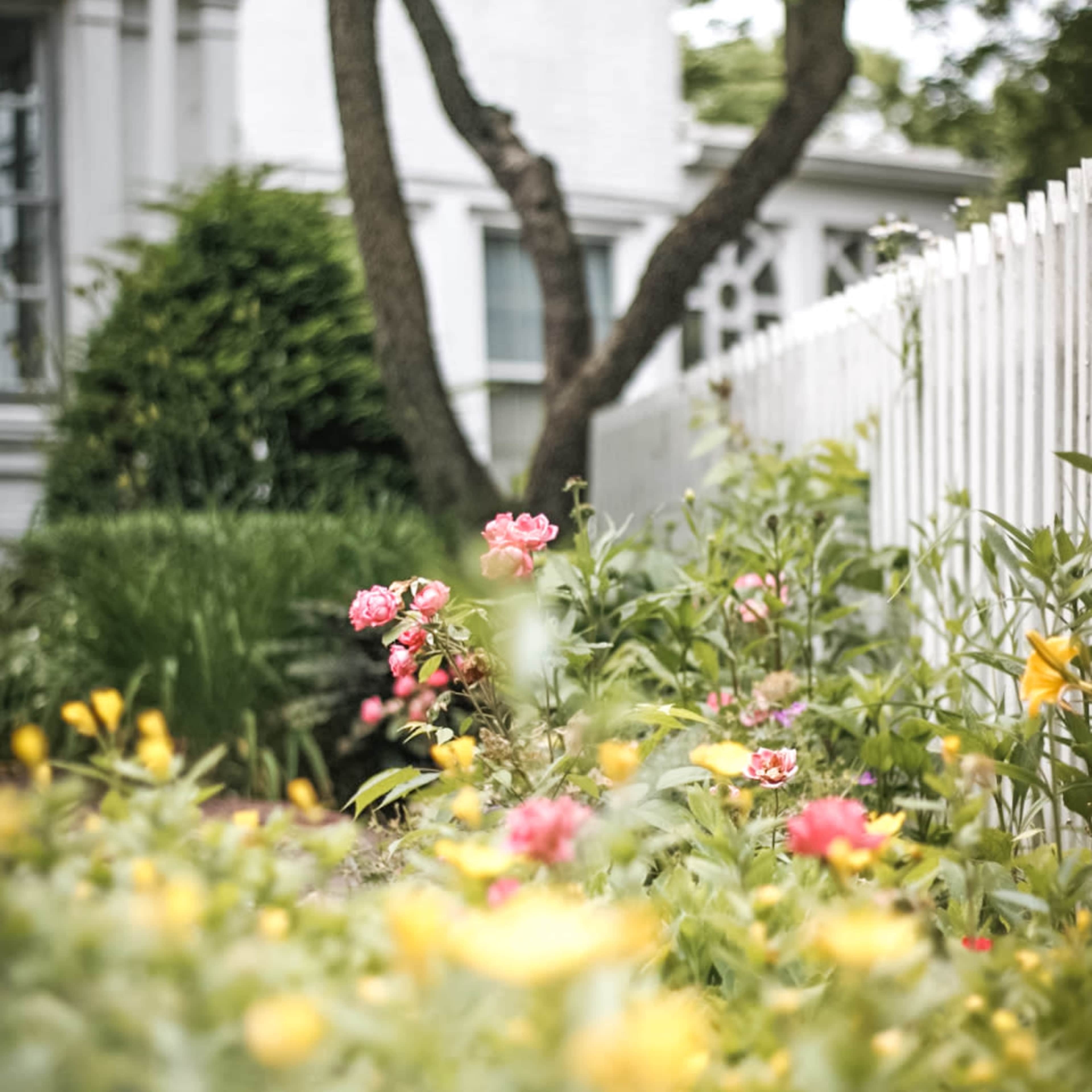 A garden with pink and yellow flowers is situated in front of a white house, surrounded by greenery and a white picket fence.