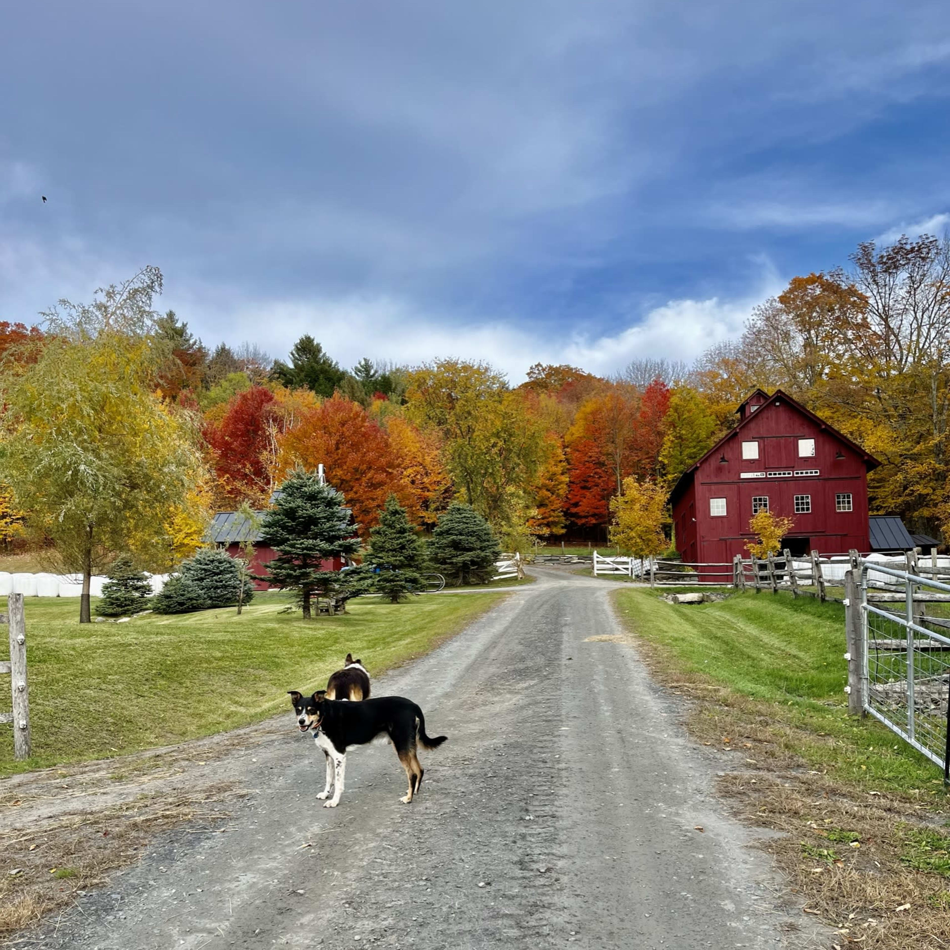 Two dogs stand on a dirt path lined with colorful autumn trees leading to a red barn.