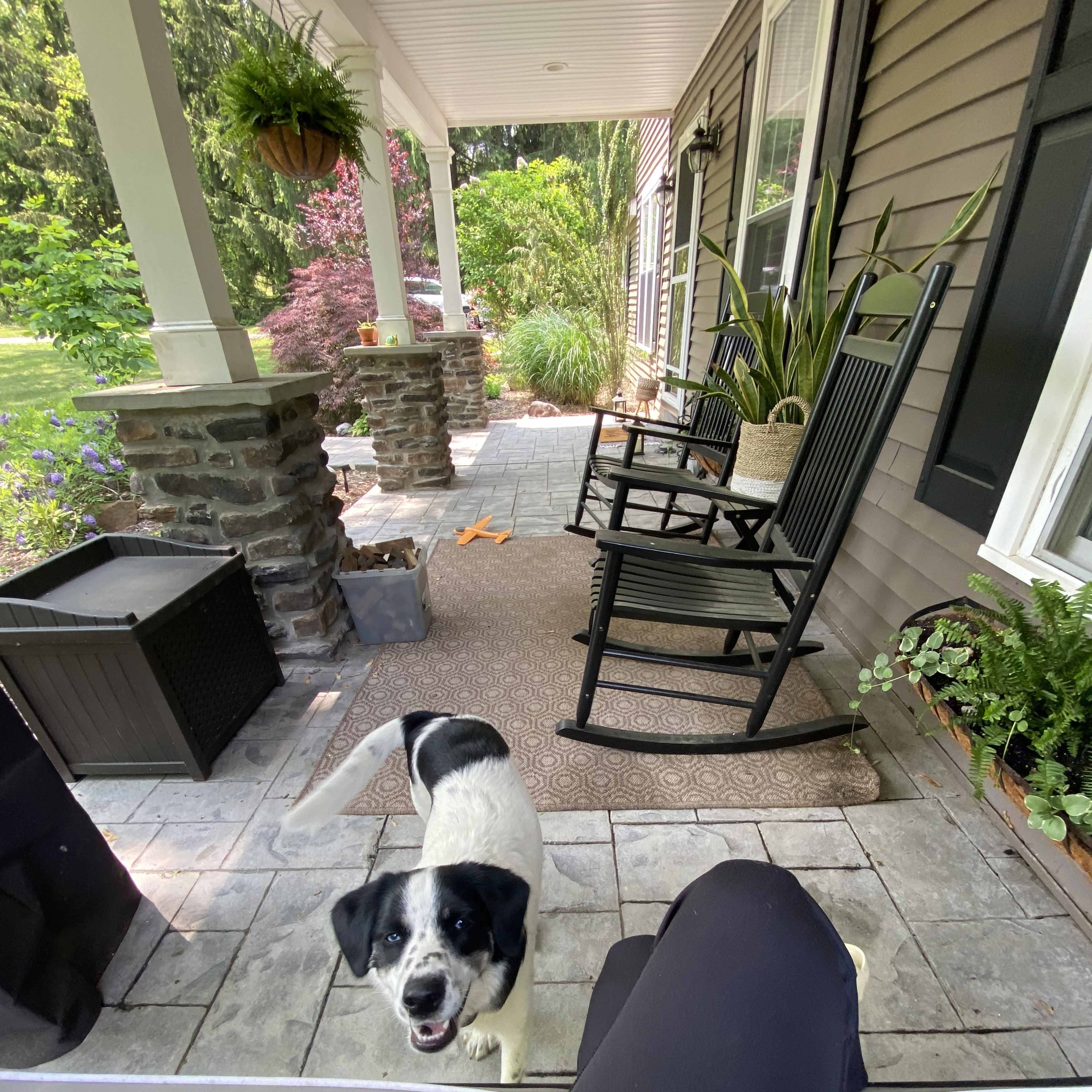 A black and white dog stands on a stone patio in front of a house, with rocking chairs and potted plants visible in the background.