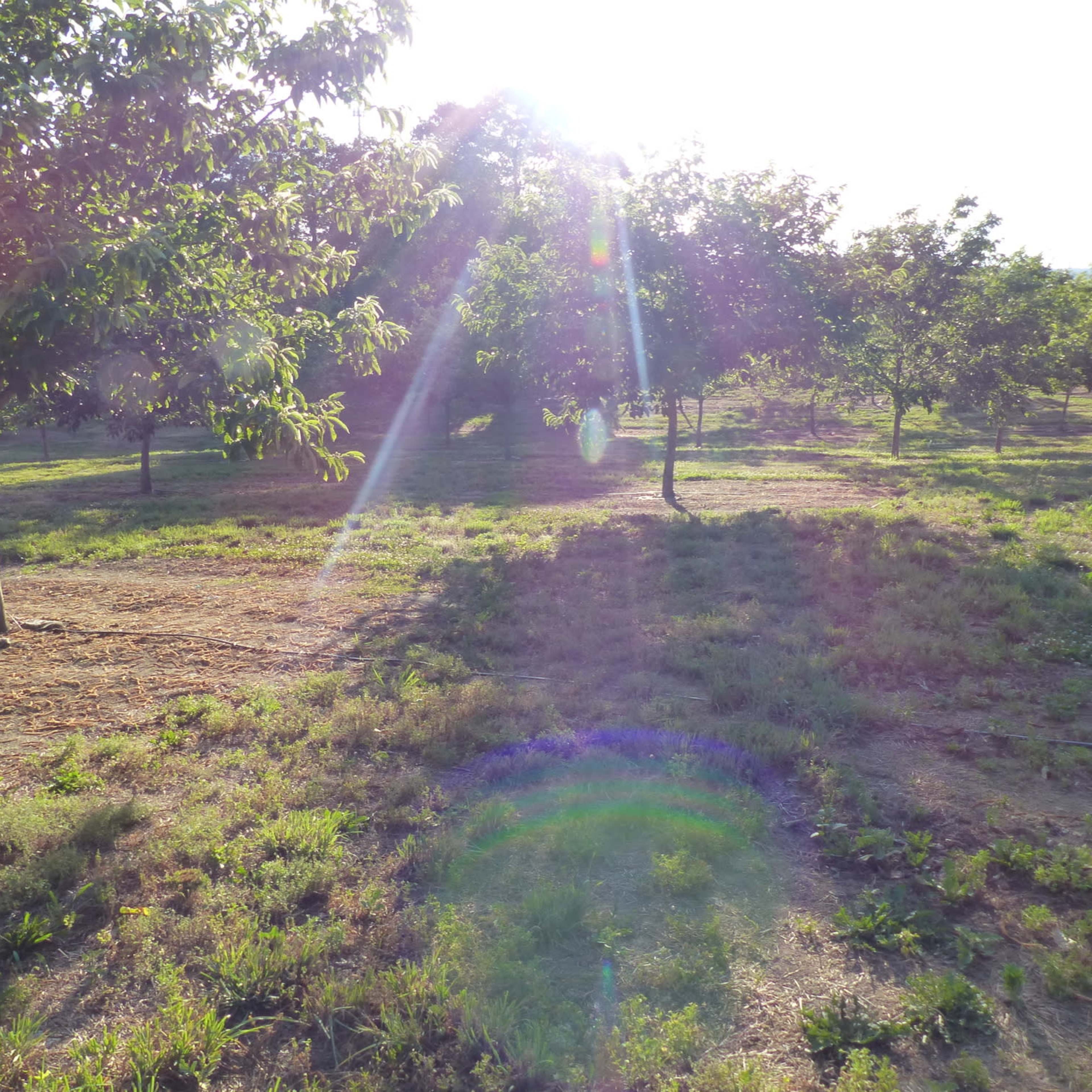 Sunlight filters through trees in a grassy field, casting shadows and highlighting the landscape.