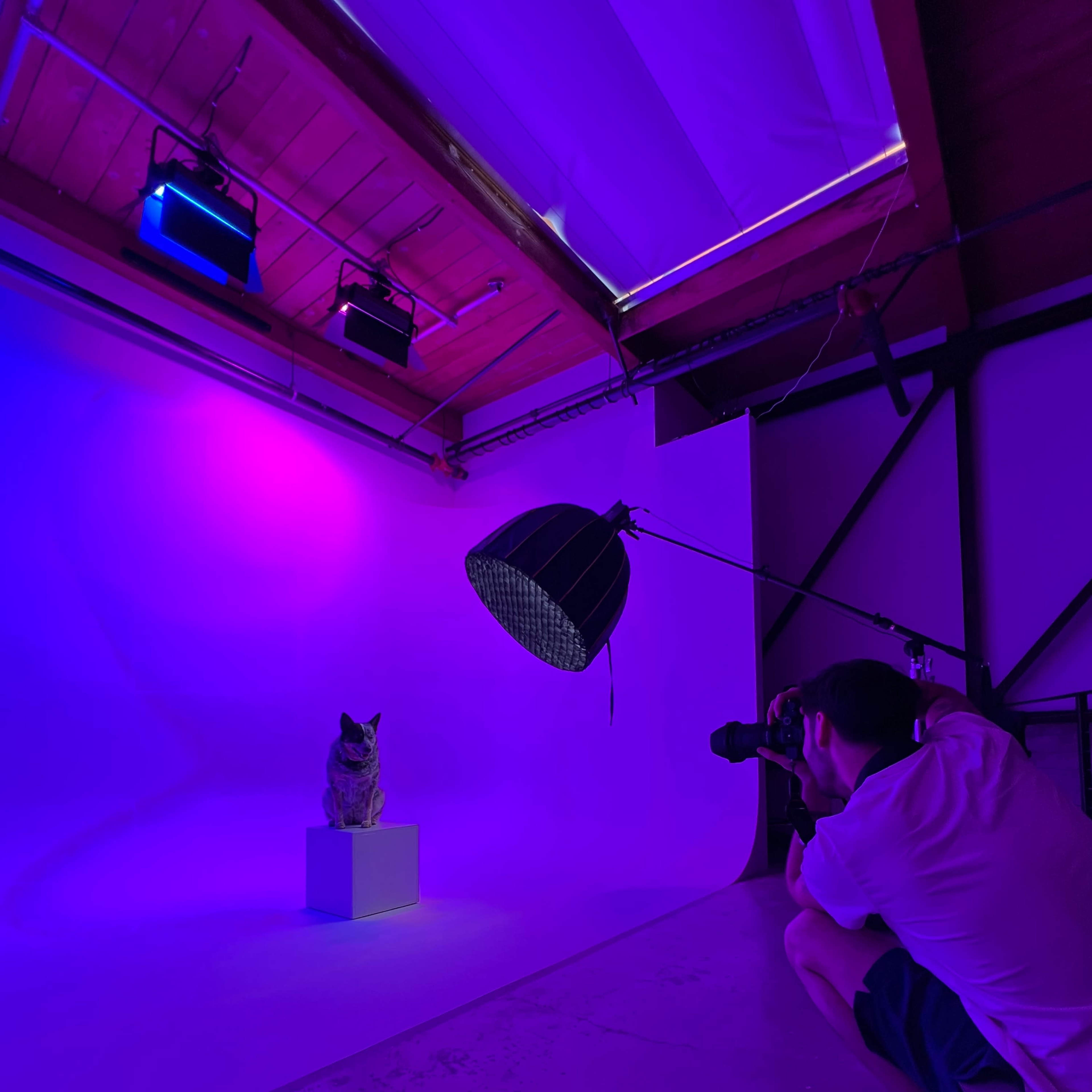 A person is taking a photograph of a dog on a pedestal in a brightly lit studio with purple lighting.