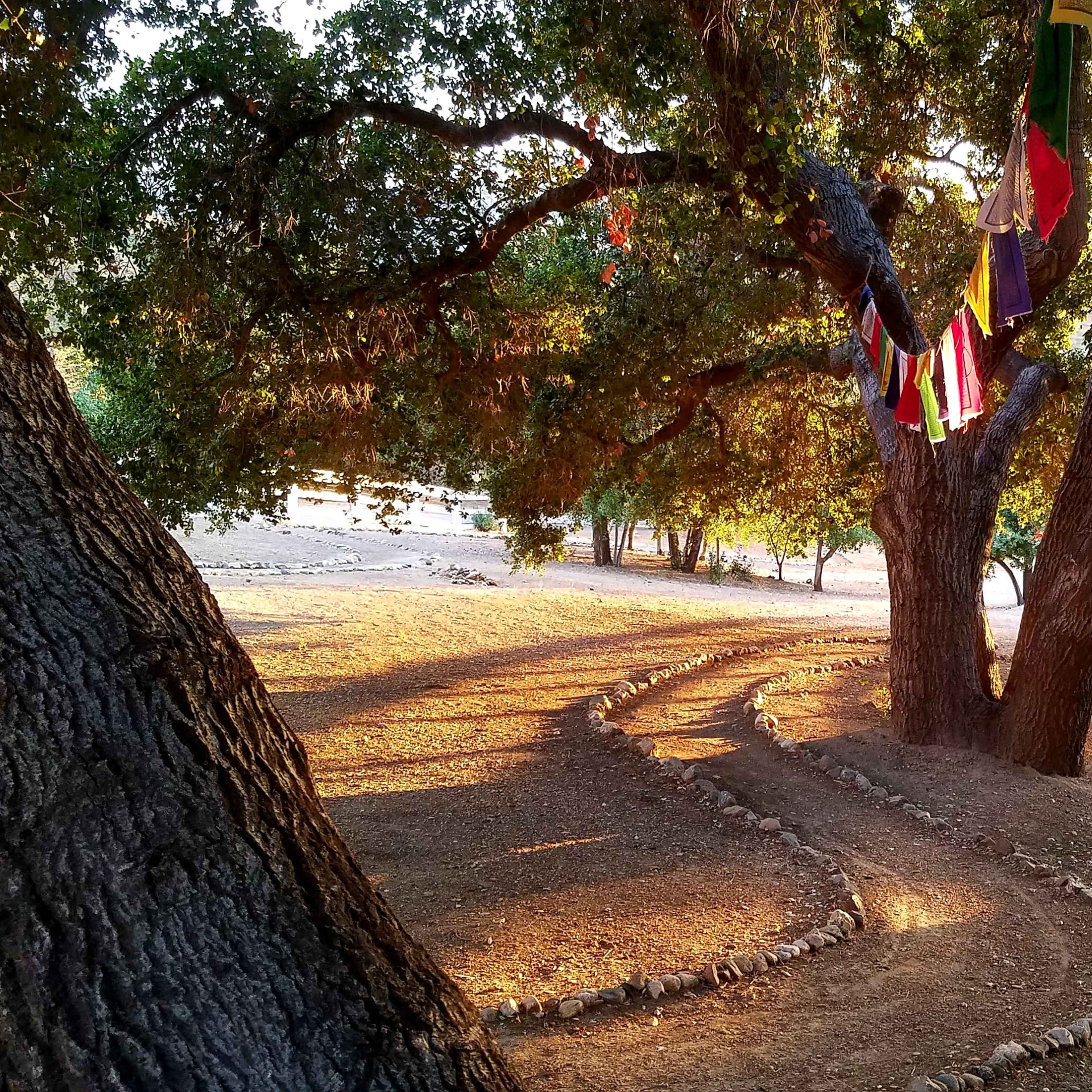 A path winding through a wooded area, bordered by trees and marked with stones, with colorful flags hanging from the branches.
