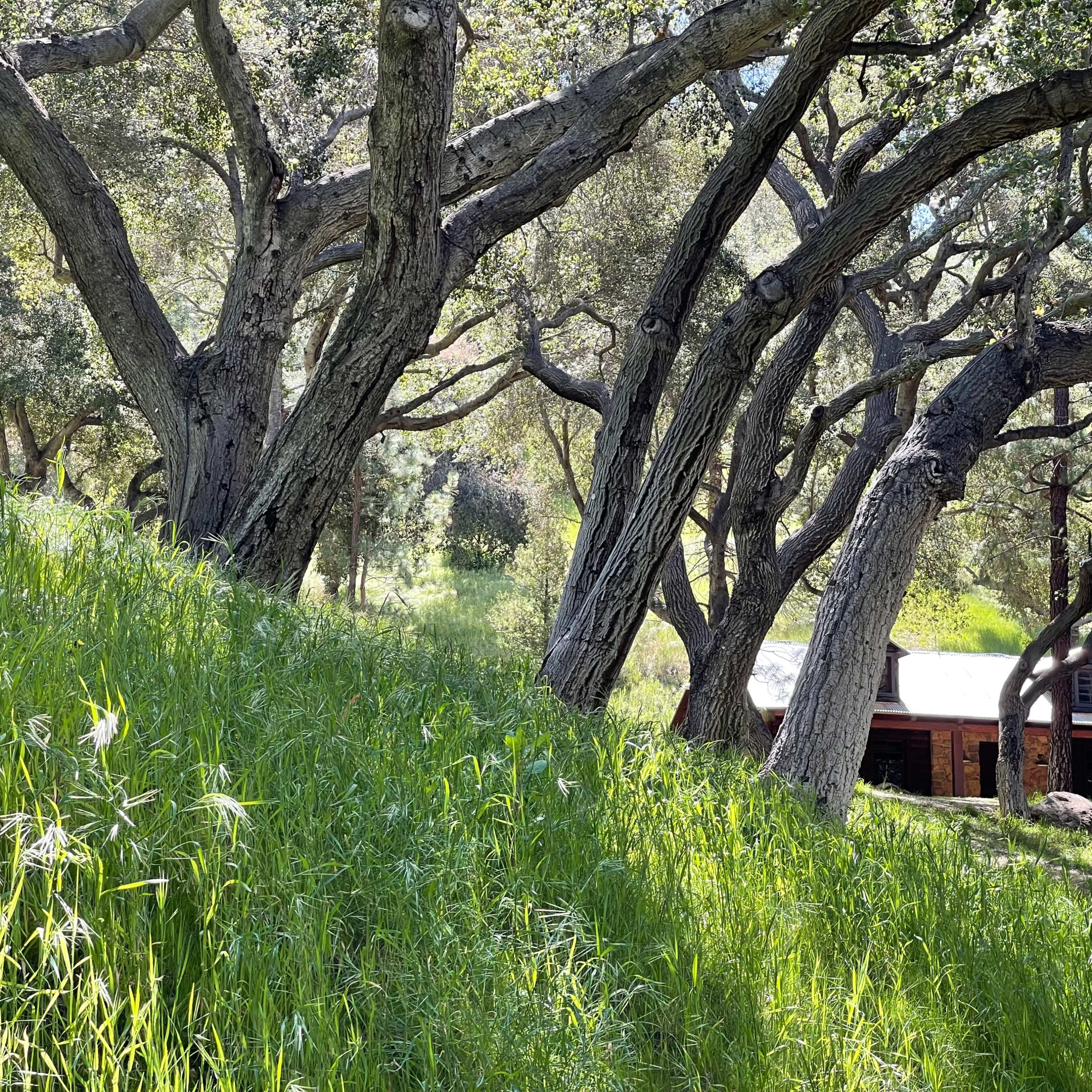 A rustic cabin sits among twisted oak trees, surrounded by lush green grass on a hillside.