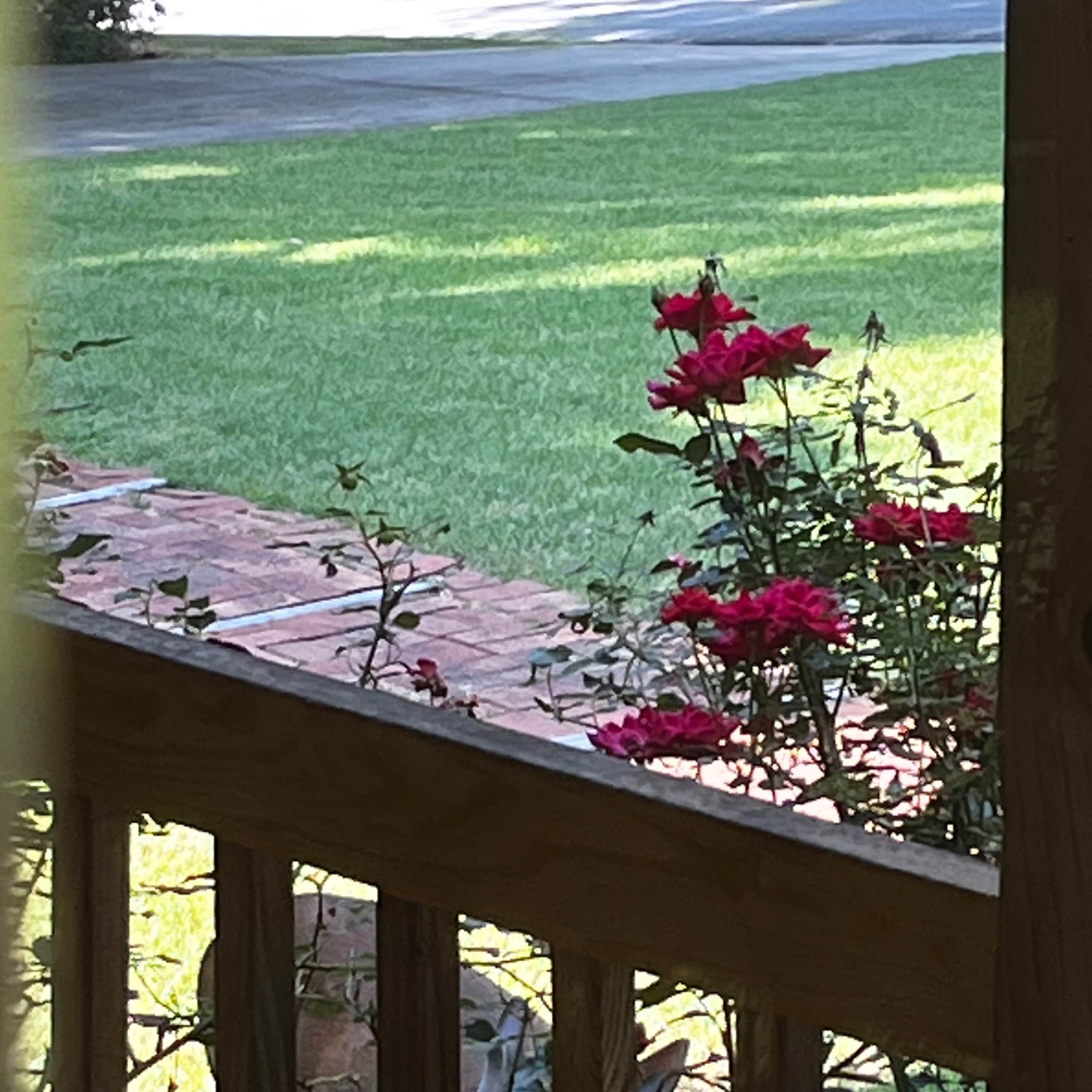 A deer grazes near a flowerbed of pink roses, partially visible through a wooden railing.