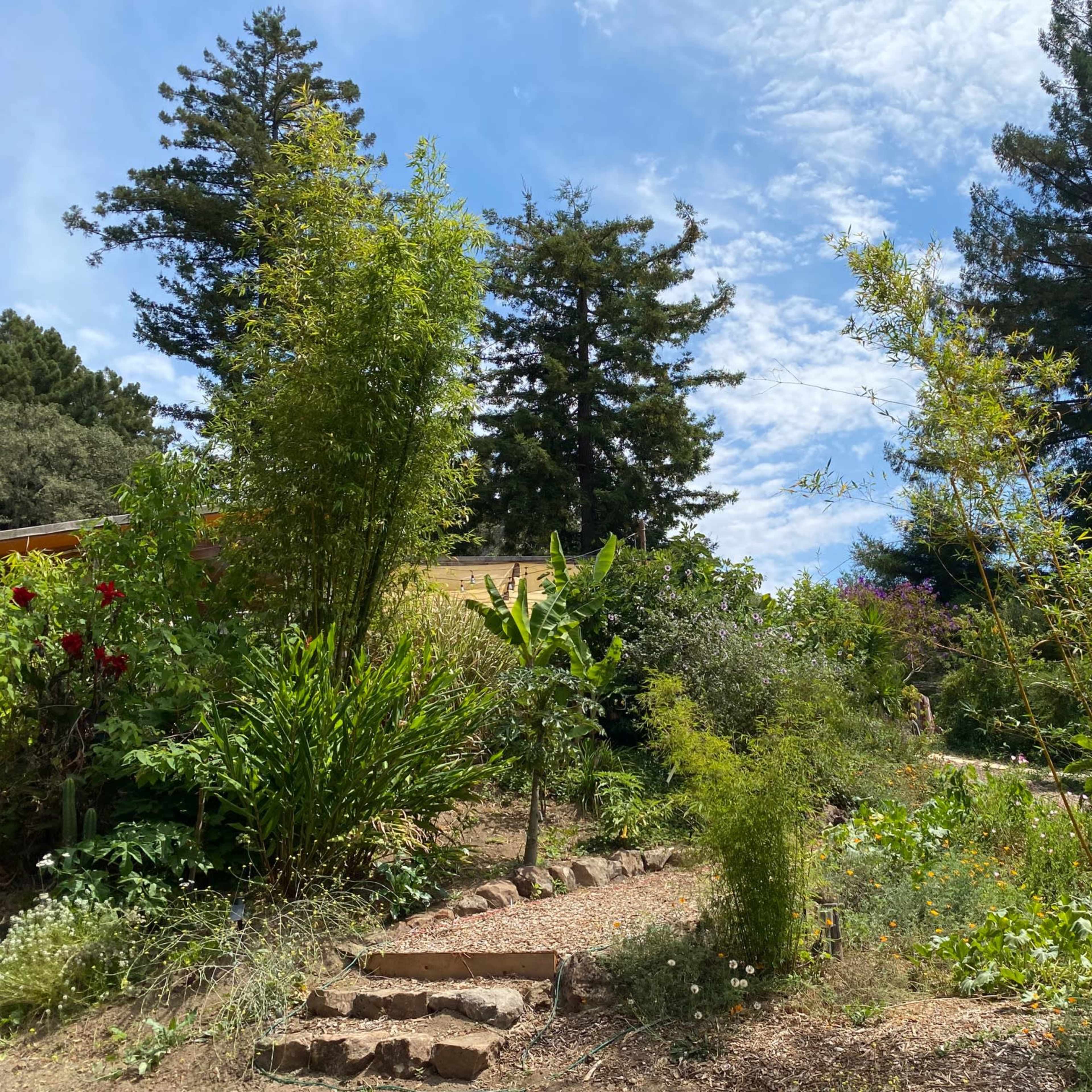 A stone path winds through a lush garden with various plants and trees under a partly cloudy sky.