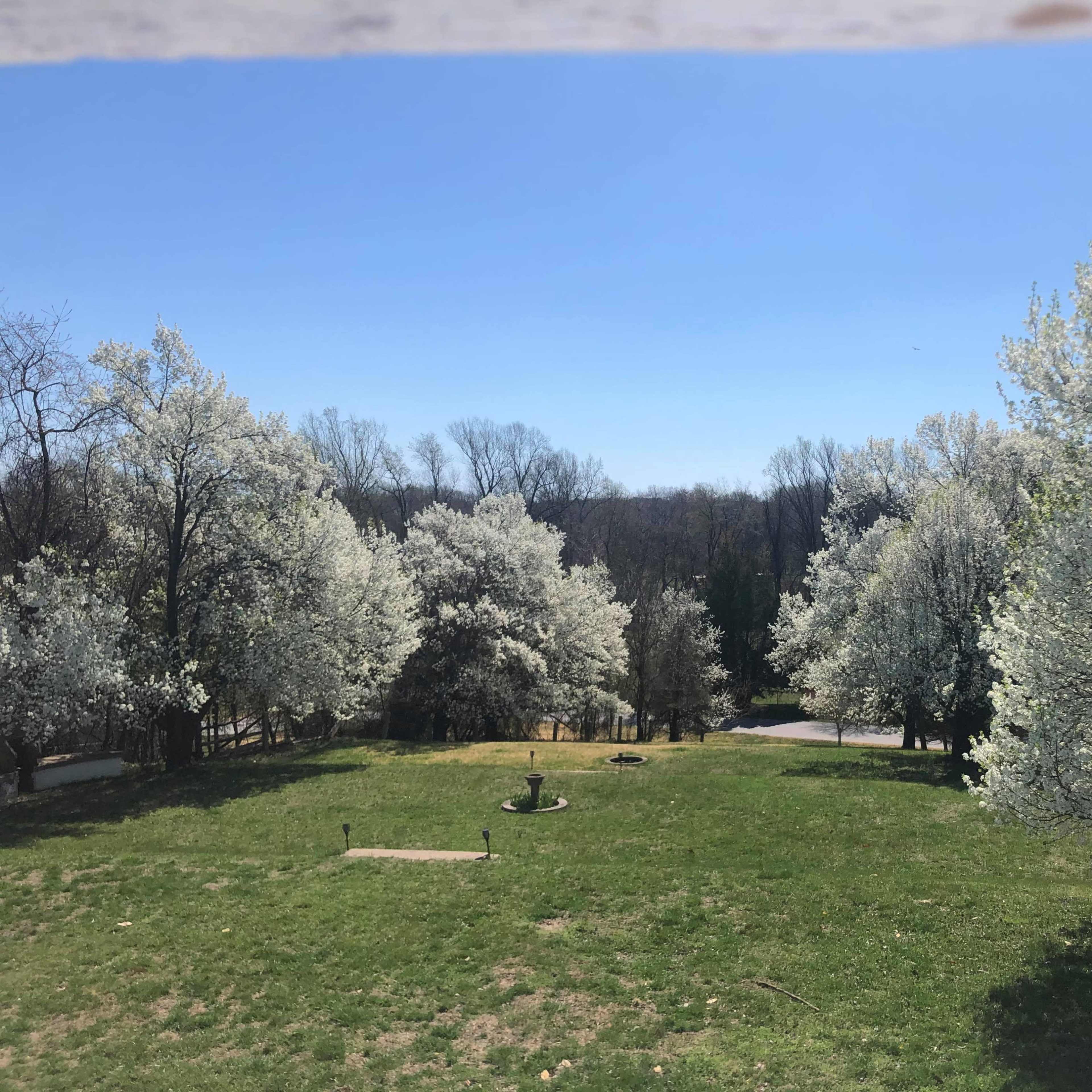 A wide view of a green lawn framed by flowering white trees under a clear blue sky.