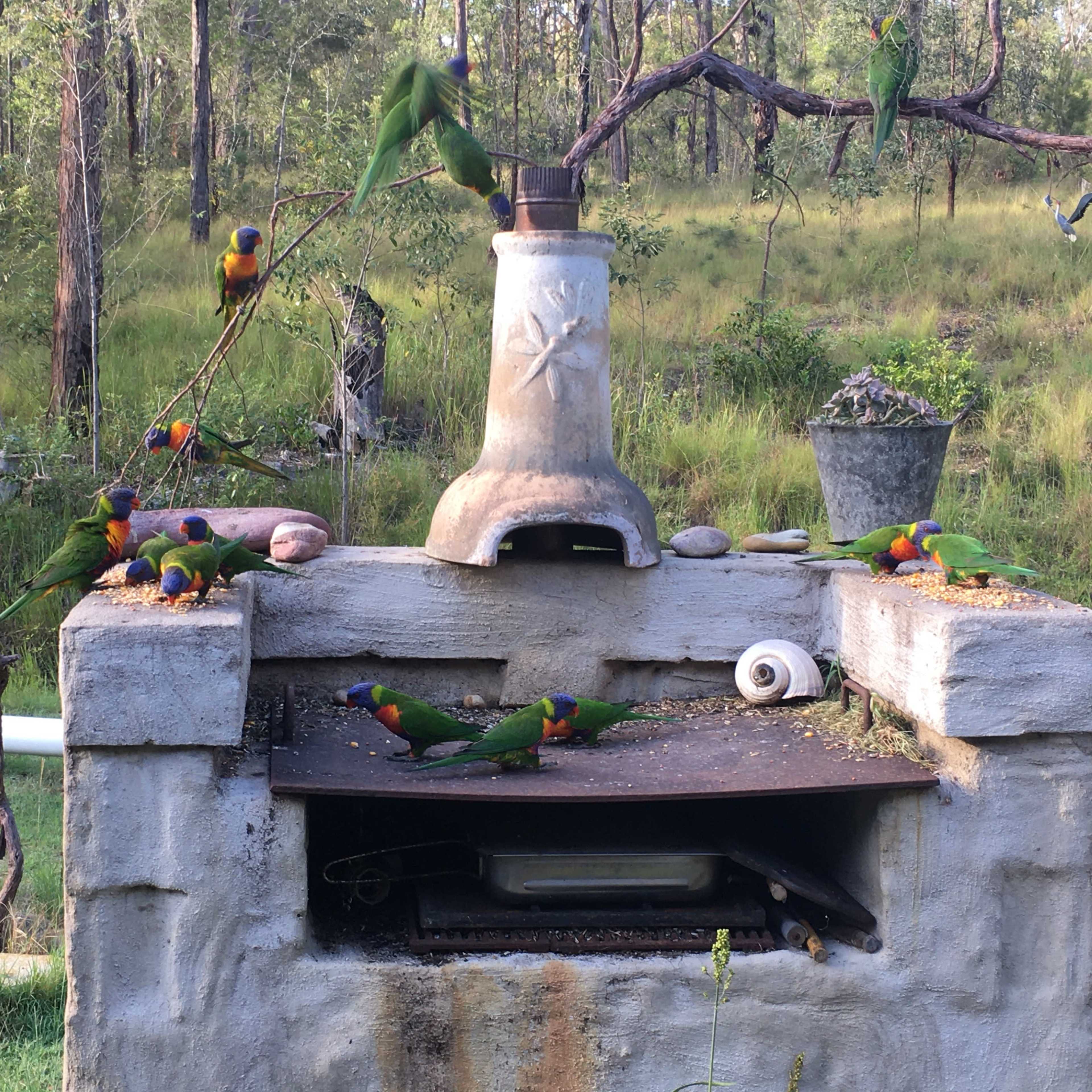 A group of colorful lorikeets gathers around a concrete outdoor table in a natural setting.