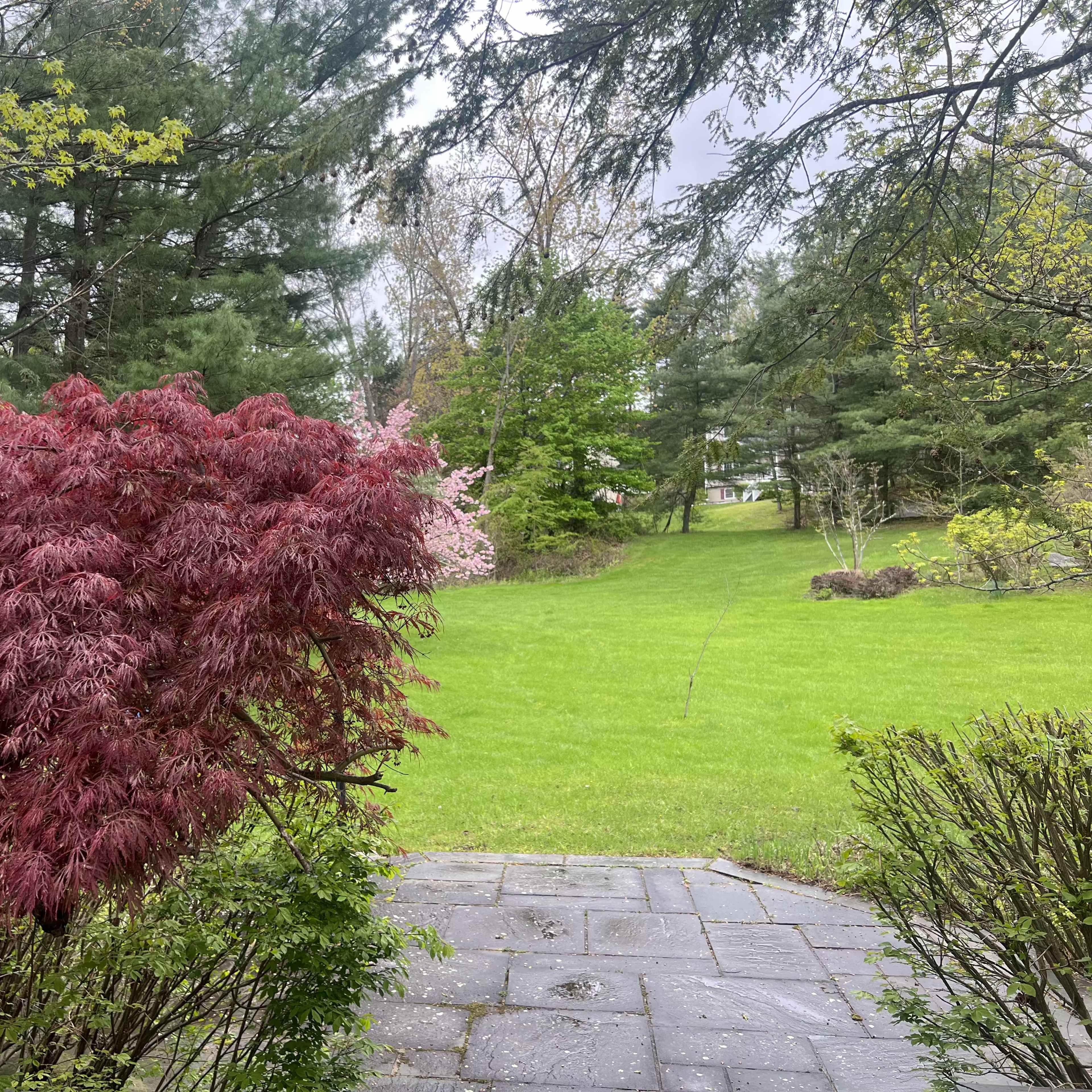 A red maple tree stands in the foreground, with a grassy yard and various trees in the background.