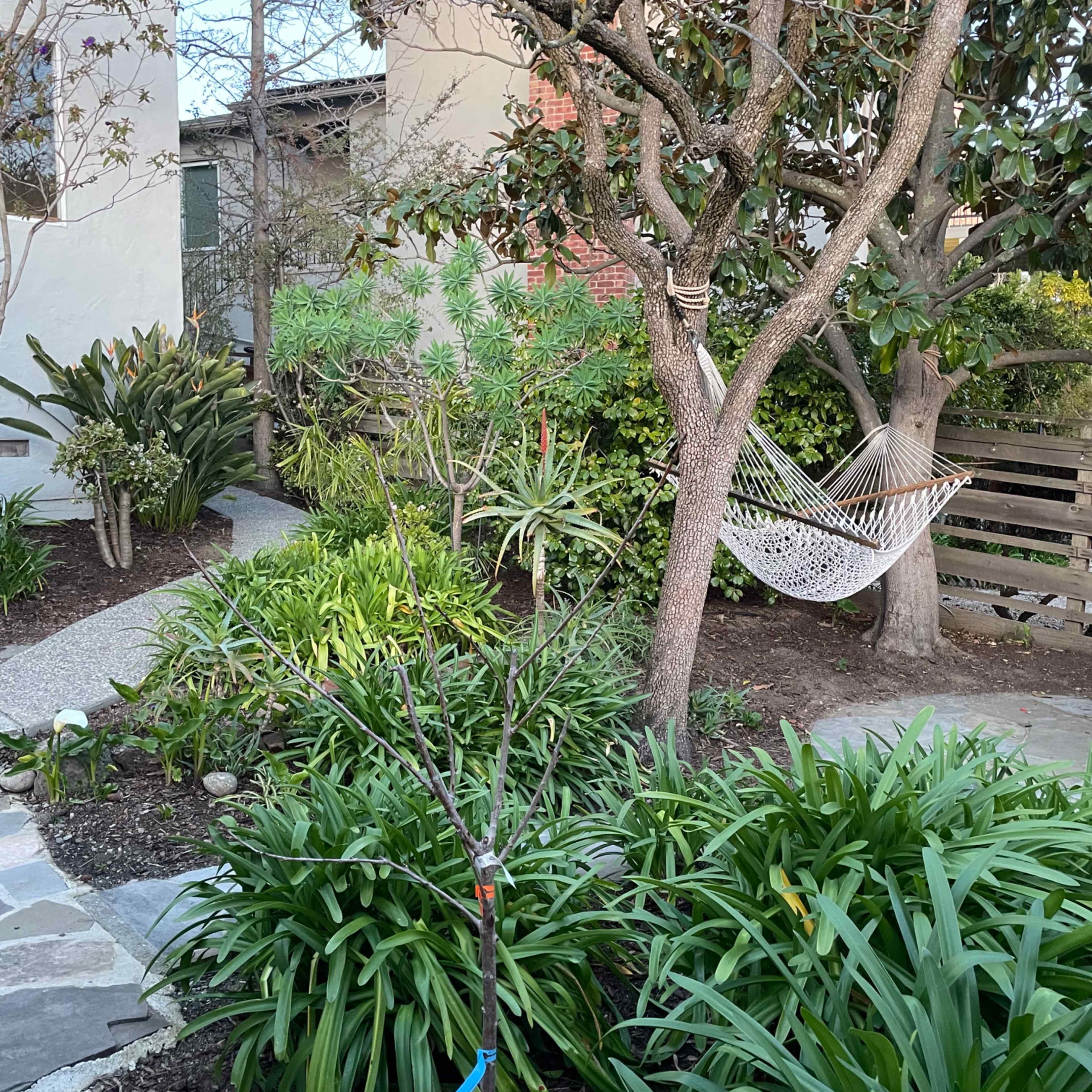 A hammock hangs between two trees in a garden filled with various plants and shrubs.