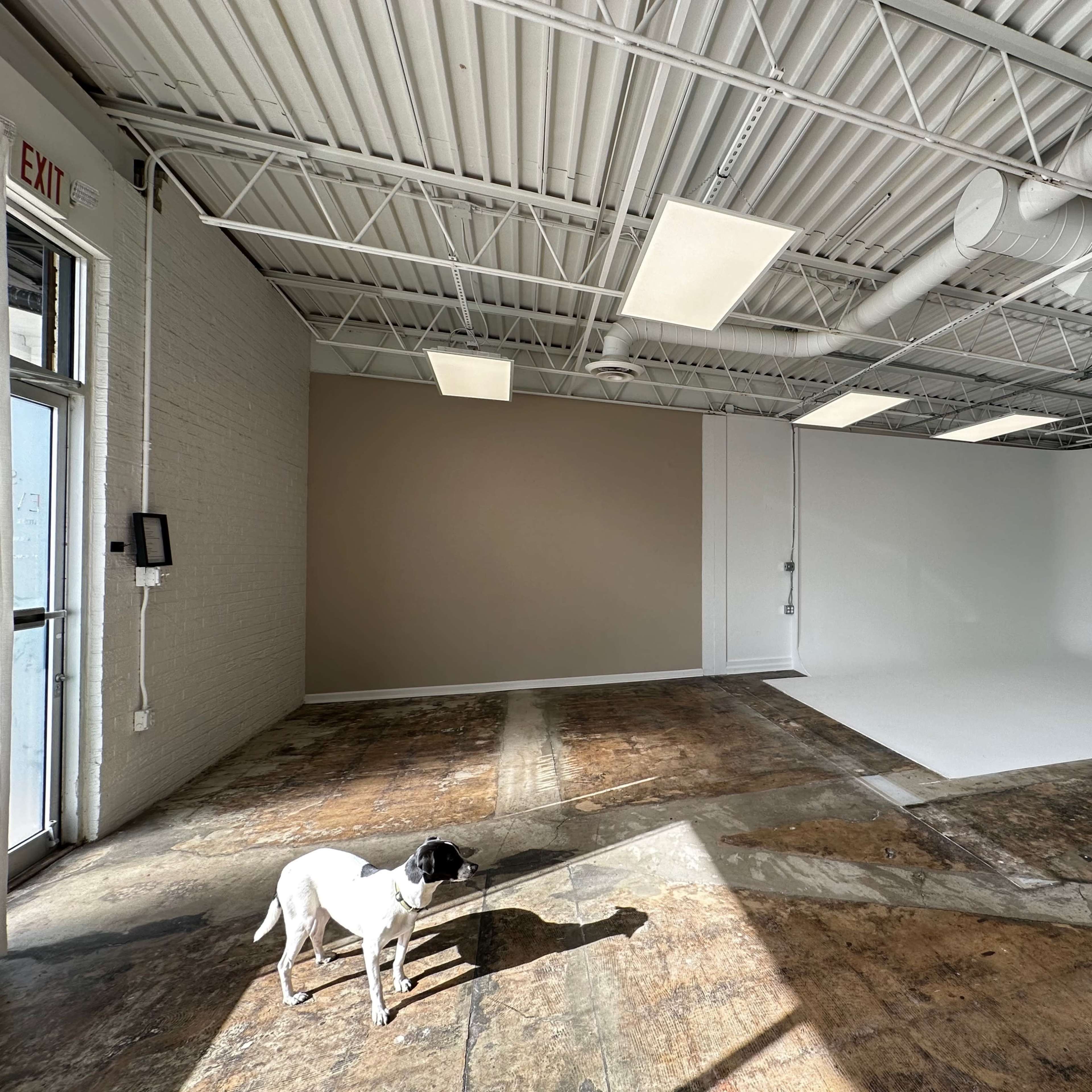 A dog stands on a sunlit, polished concrete floor in an empty studio space with white walls.