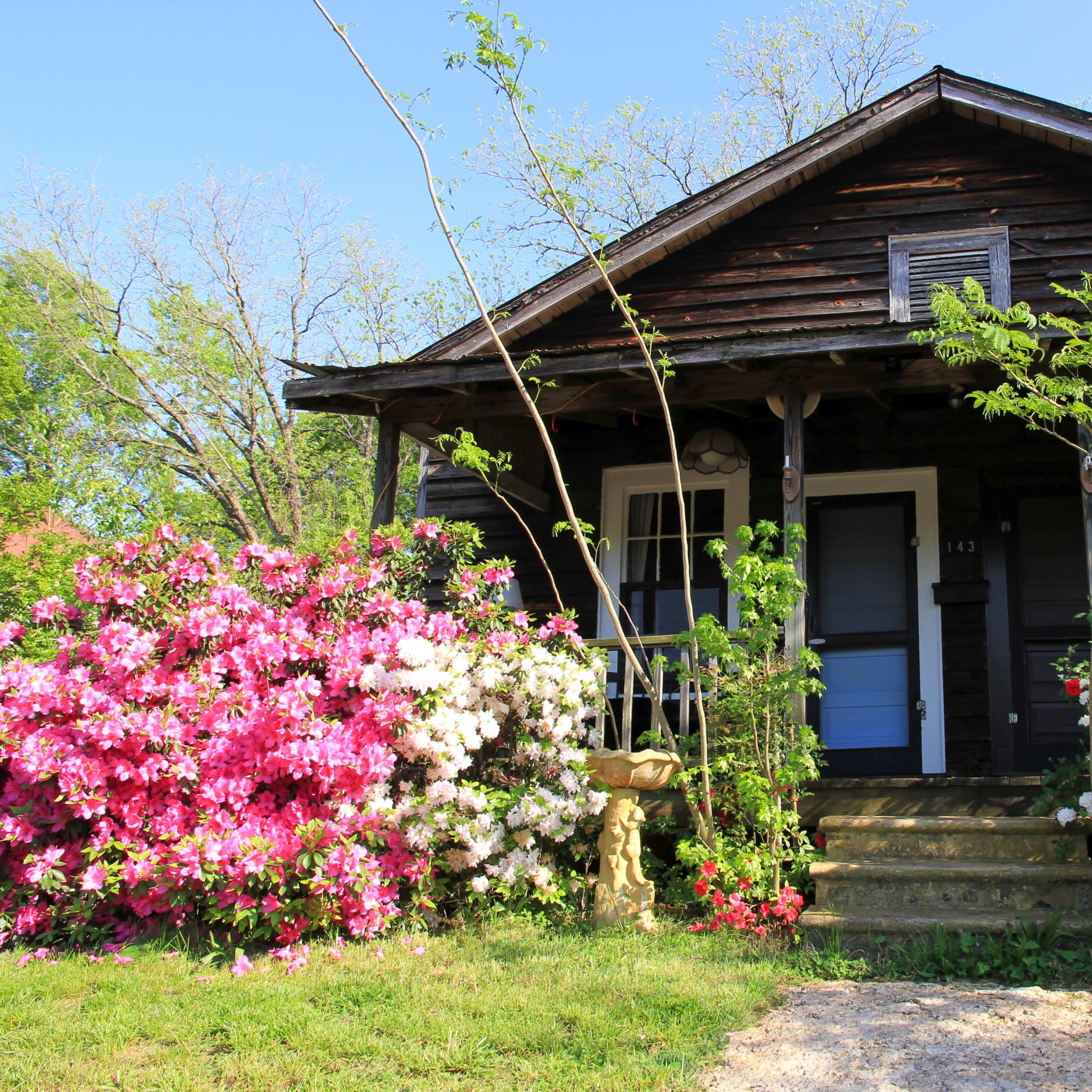 A wooden house with a welcoming porch is flanked by colorful azalea bushes in bloom.