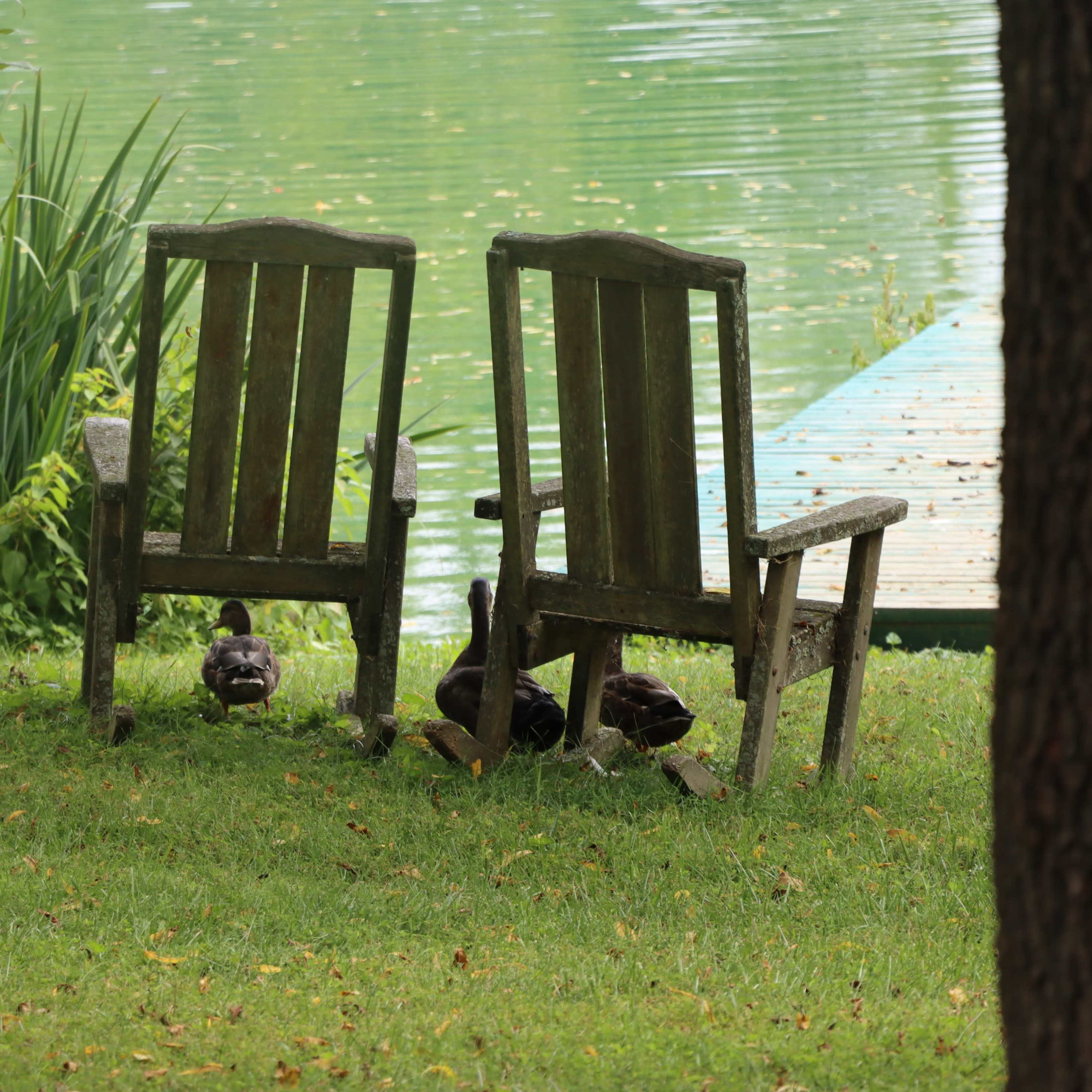 Two weathered wooden chairs sit on grass near a pond, with ducks gathered underneath them.