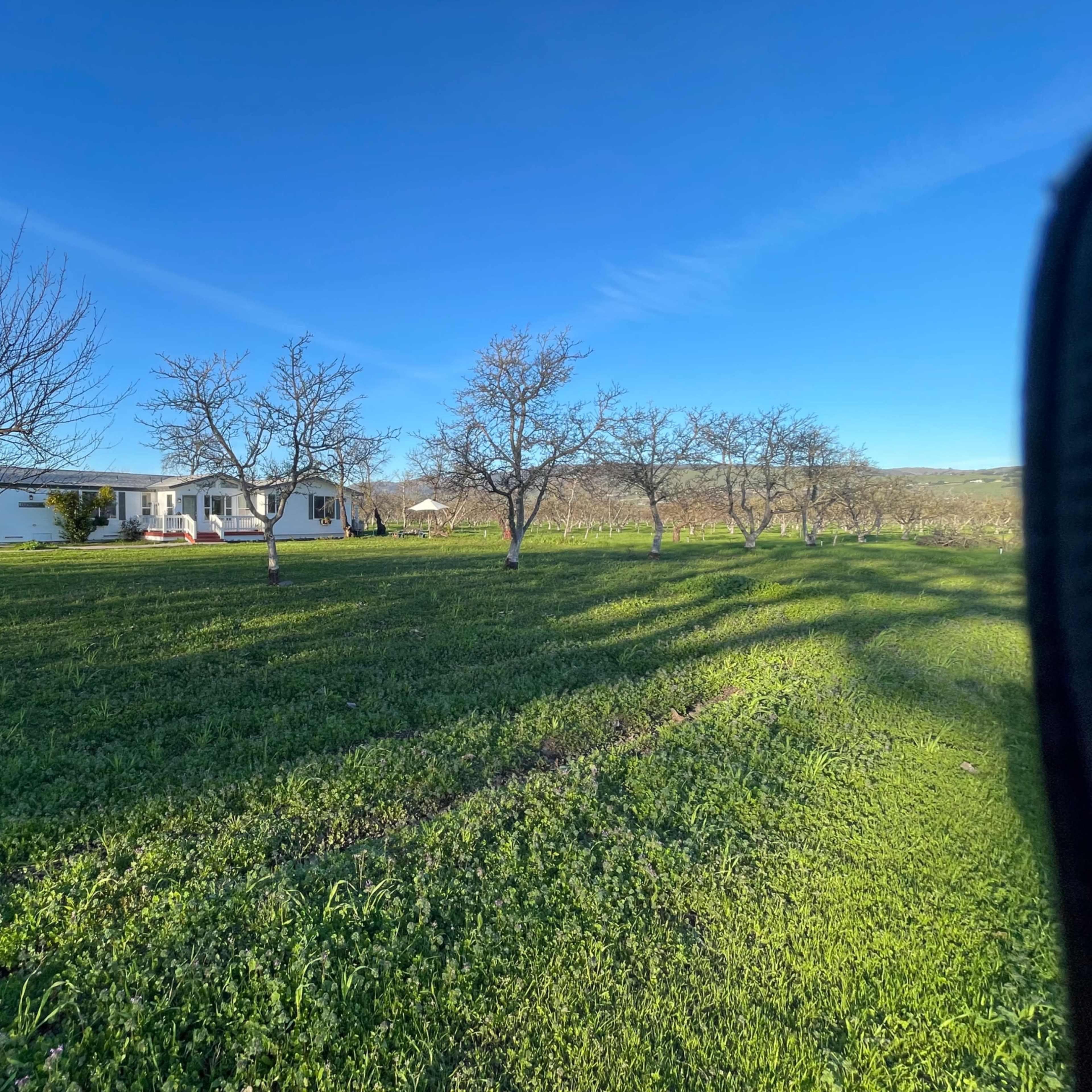 A house sits among several bare trees on a grassy field under a clear blue sky.
