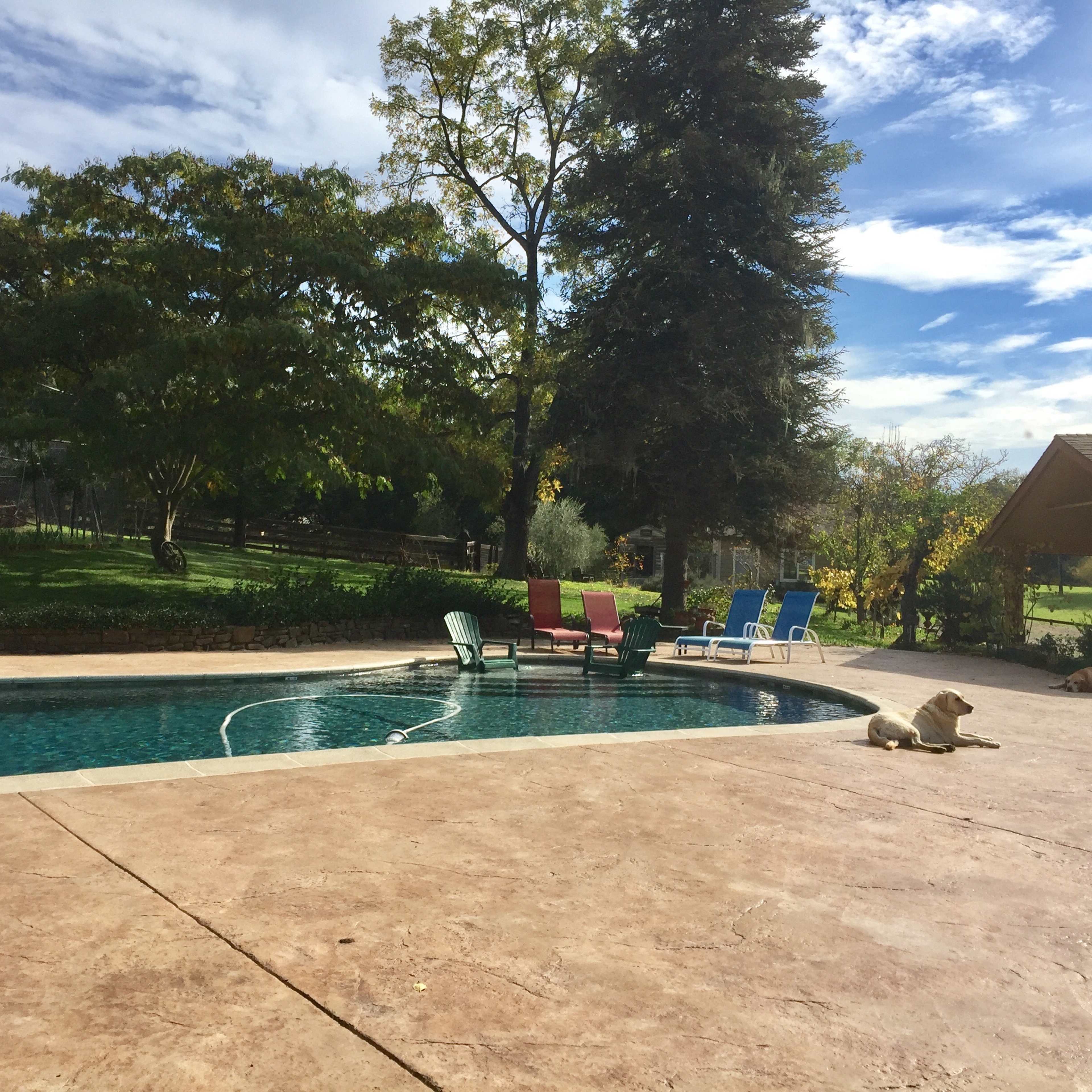 A swimming pool surrounded by colorful lounge chairs and a dog resting on the deck, with trees and a house in the background.