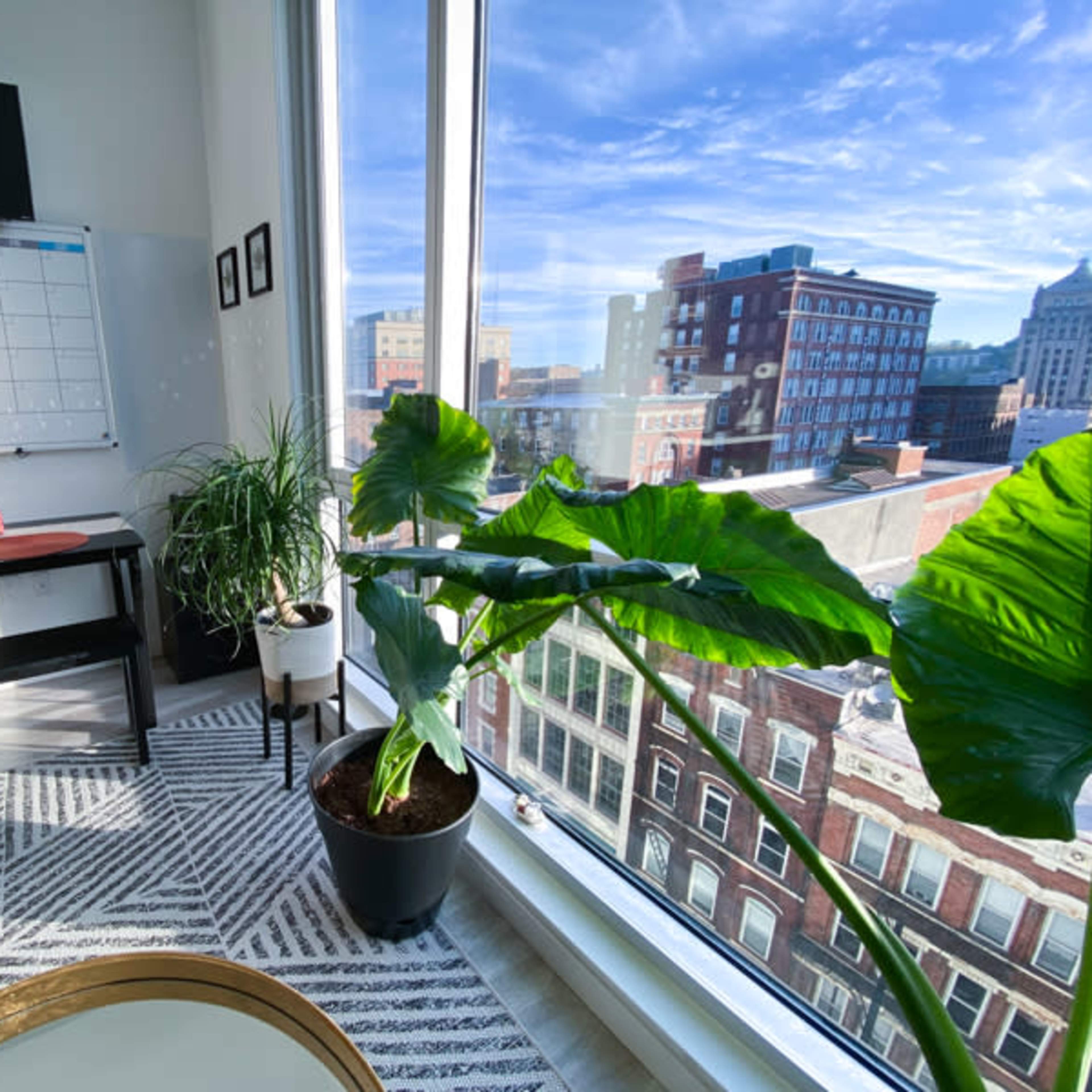 A bright room with large windows overlooking a cityscape, featuring a black table set with placemats, a white board on the wall, and large green plants in pots.