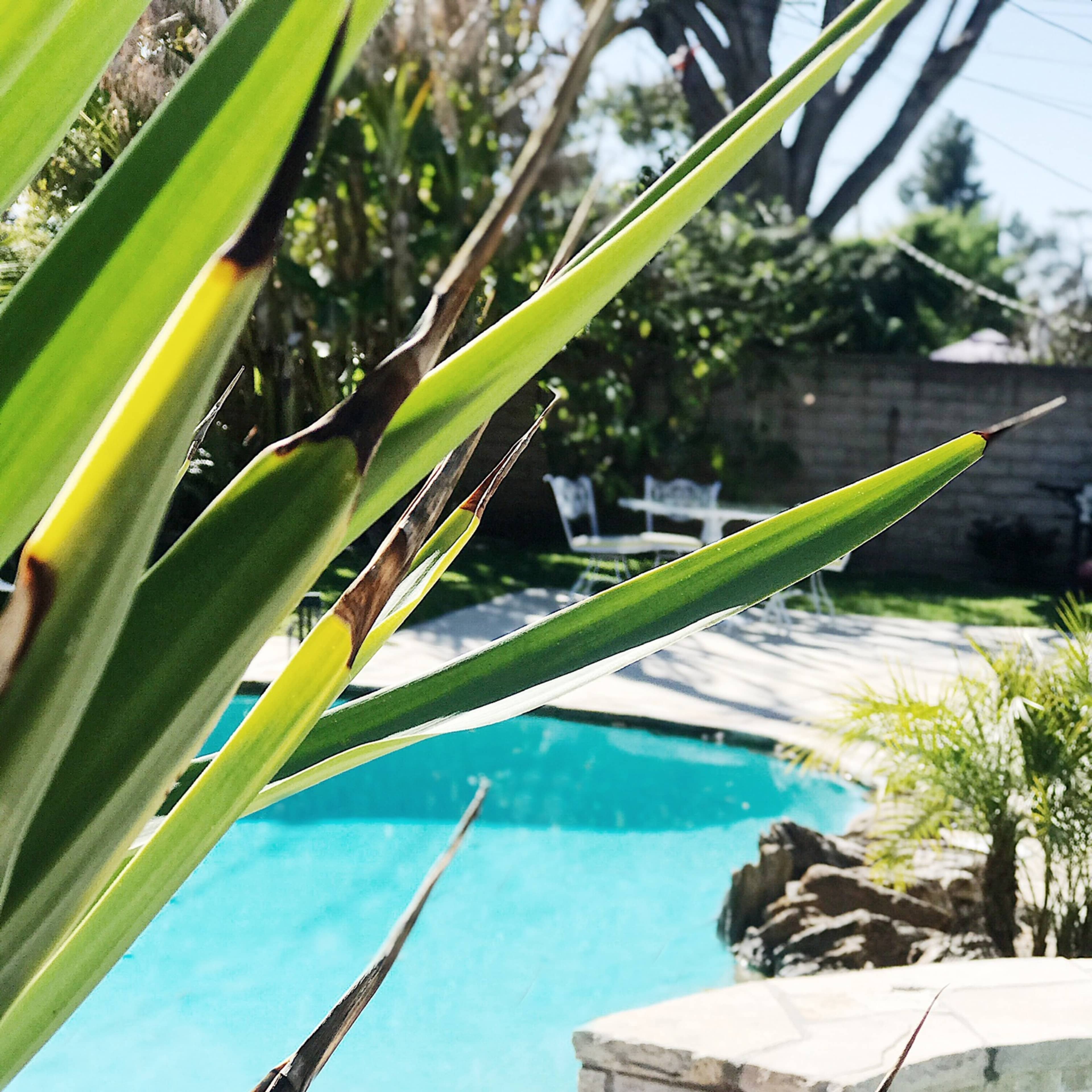 A clear swimming pool is visible in a backyard, surrounded by greenery and lounge chairs.