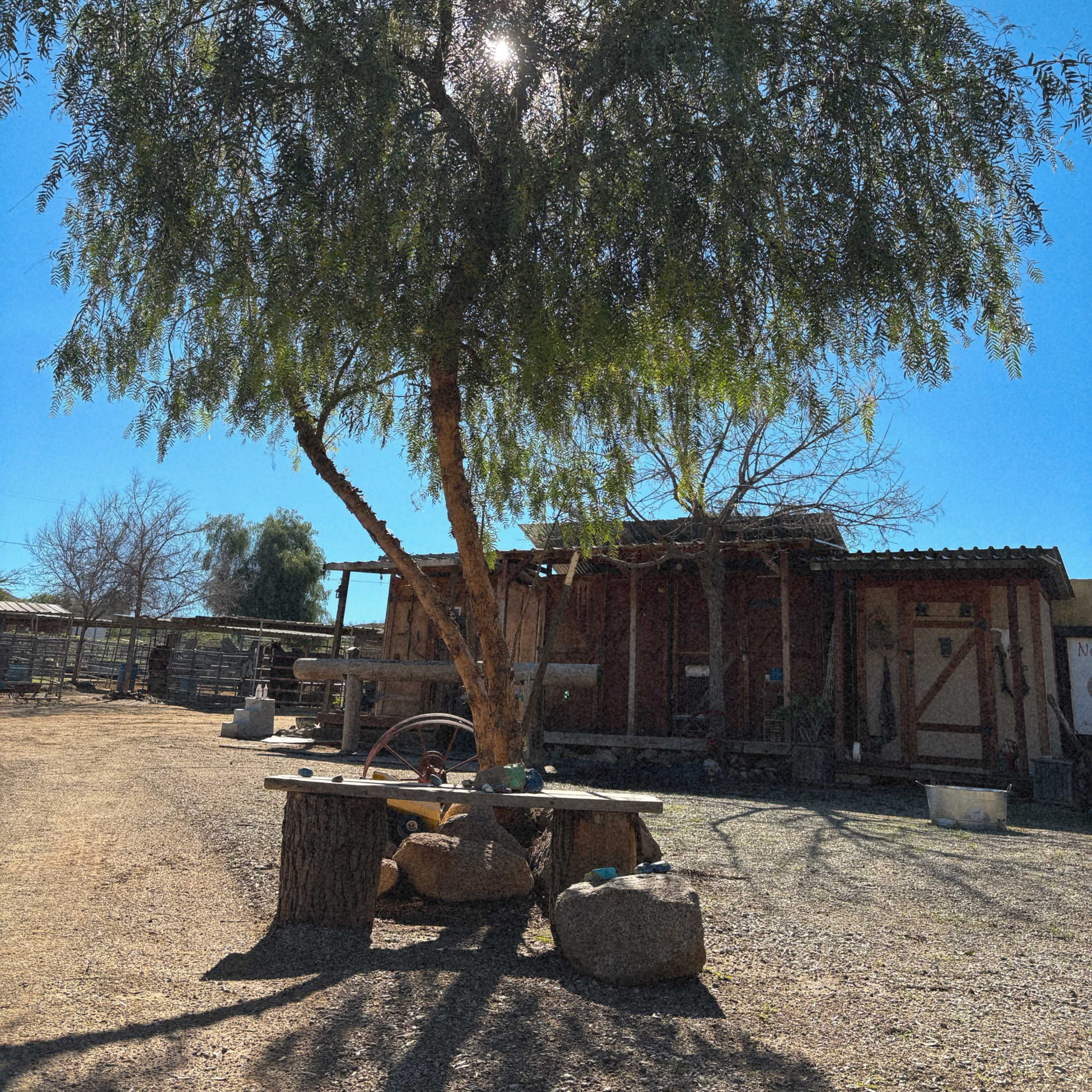 A tall tree provides shade over a rustic wooden table and a building in a dusty outdoor setting.