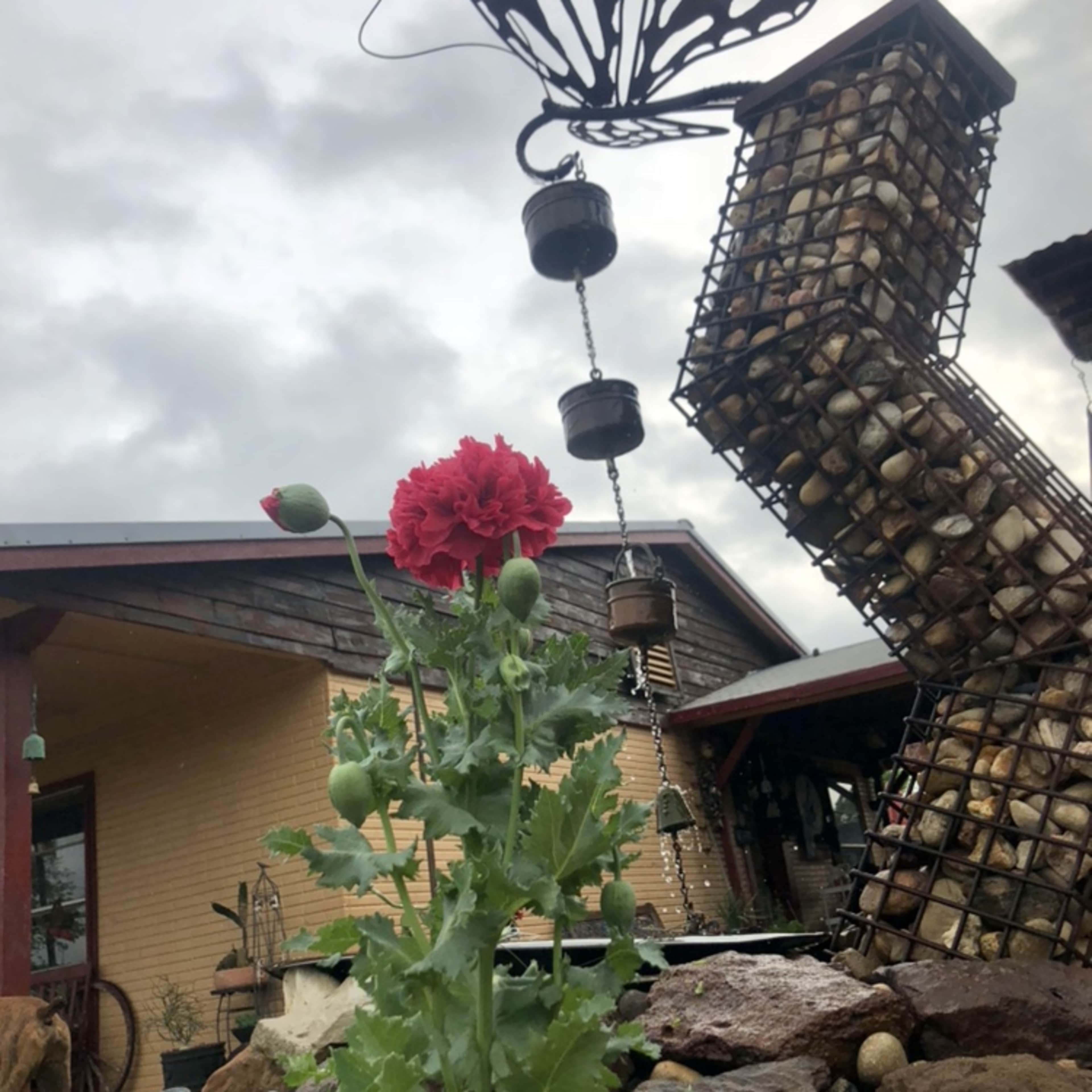 A red flower stands in the foreground in front of a metal butterfly sculpture and a rock garden near a house.