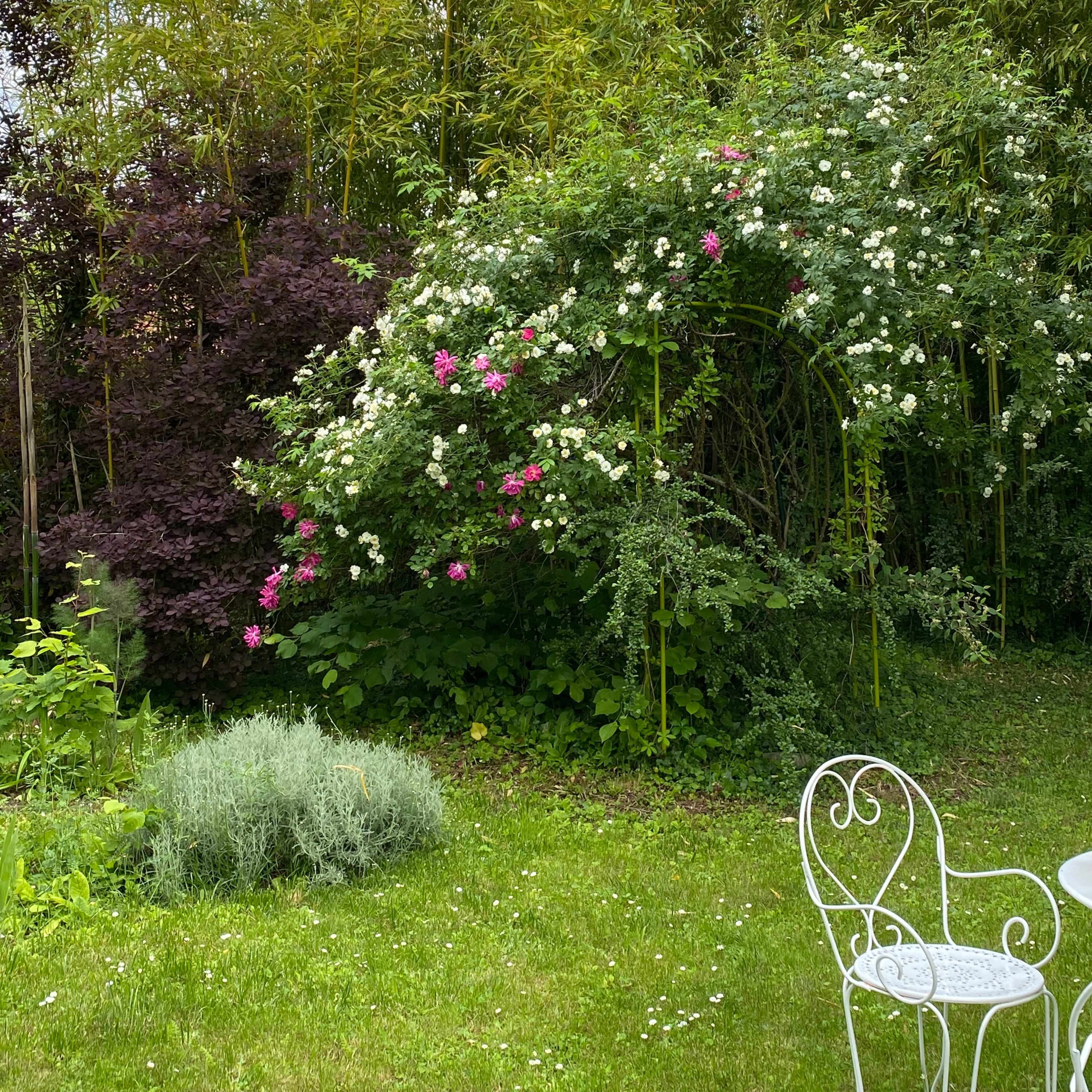 A lush garden features a backdrop of tall bamboo, with flowering shrubs in white and pink, and a small white iron table and chair in the foreground.