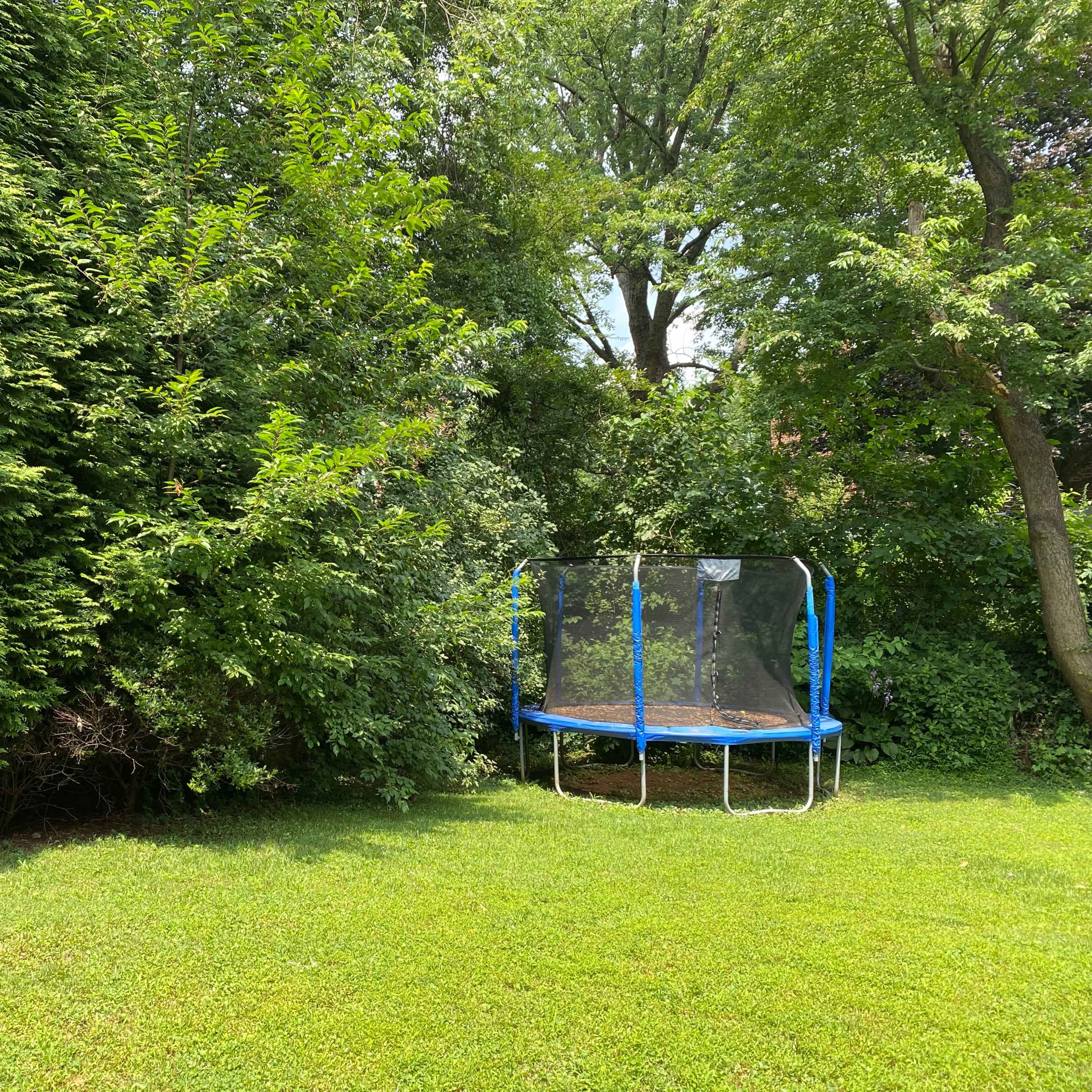 A trampoline is set up in a grassy backyard surrounded by tall green bushes and trees.