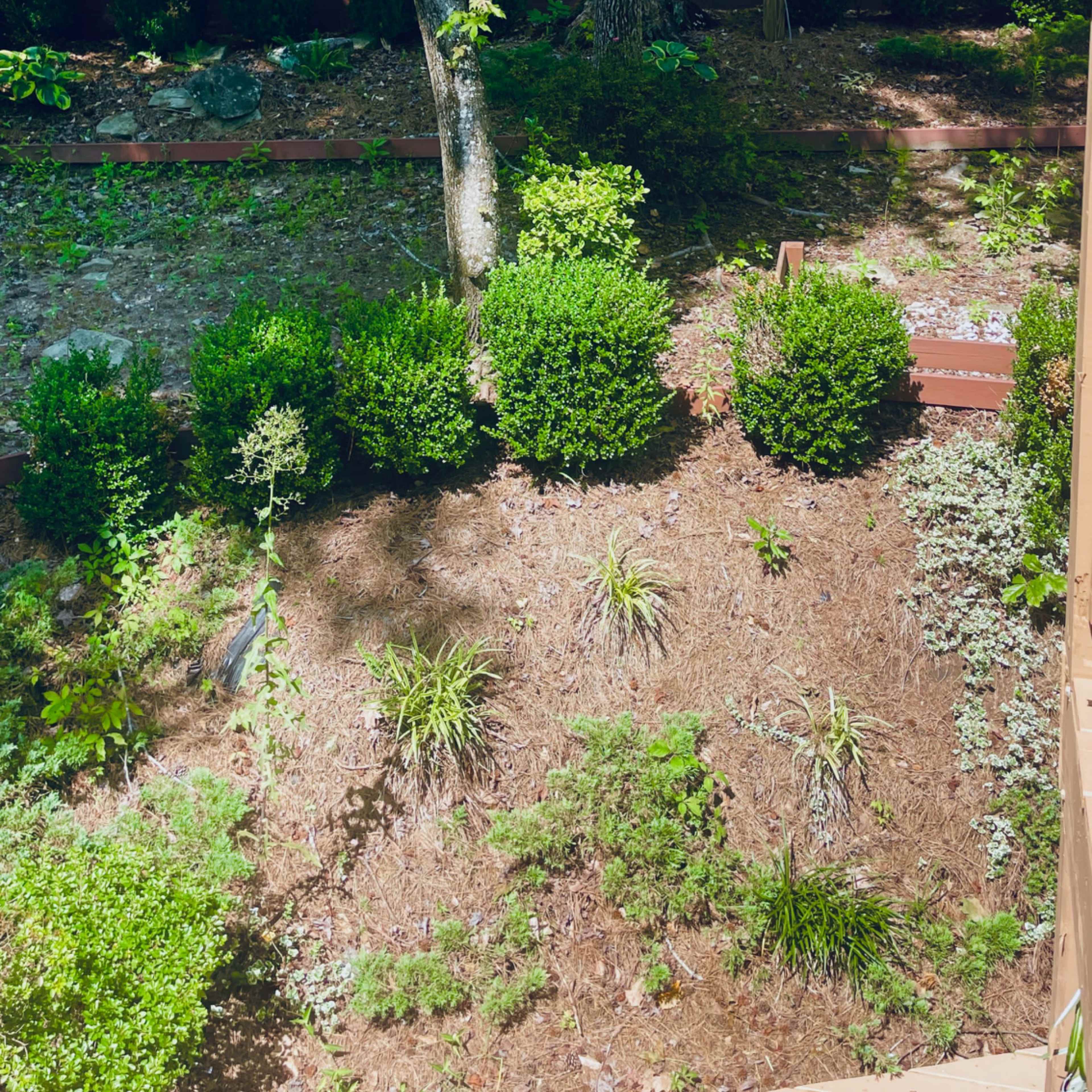 A green, wooded garden area with neatly arranged shrubs and trees.