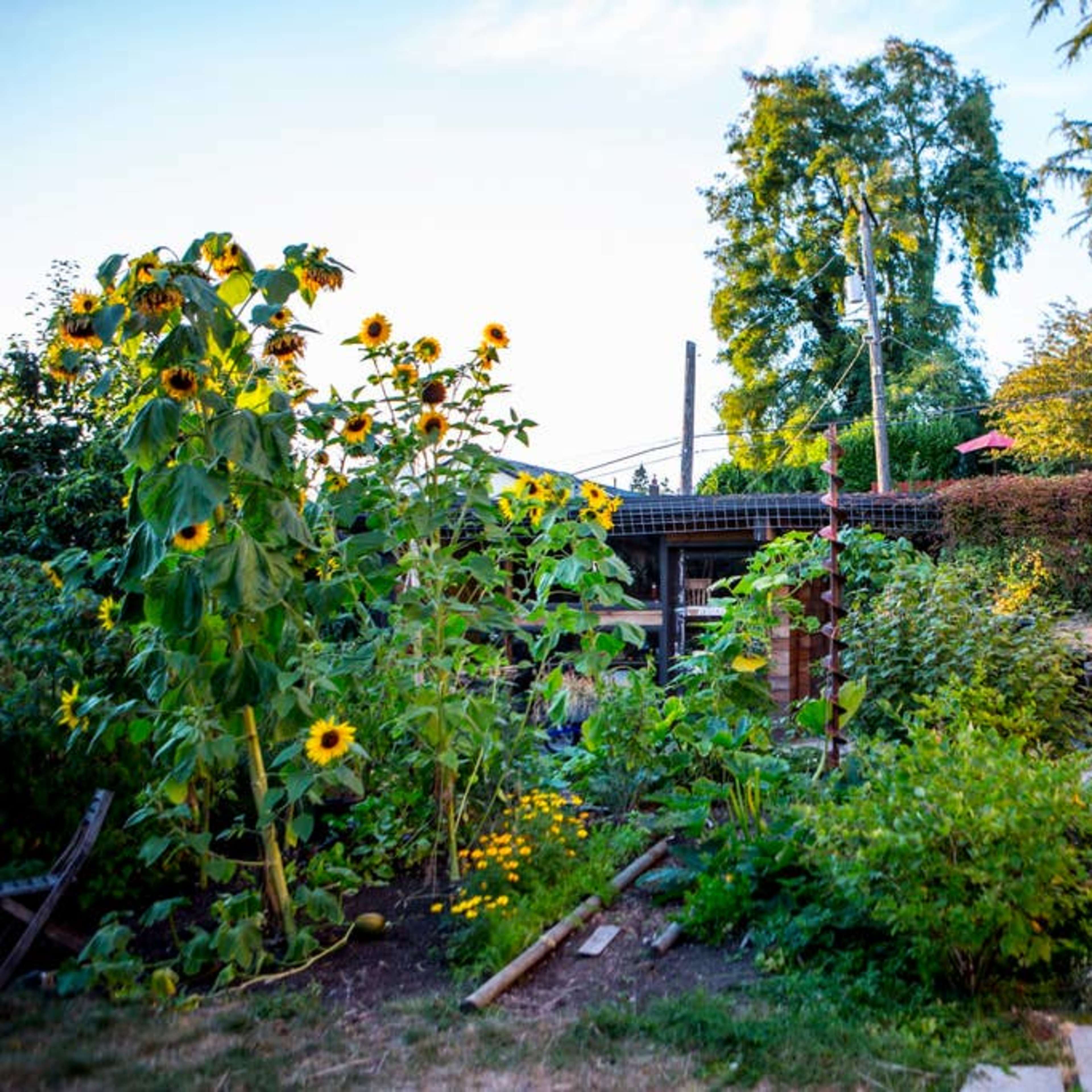 A backyard garden with sunflowers and various plants surrounding a stone pathway leading to a house.