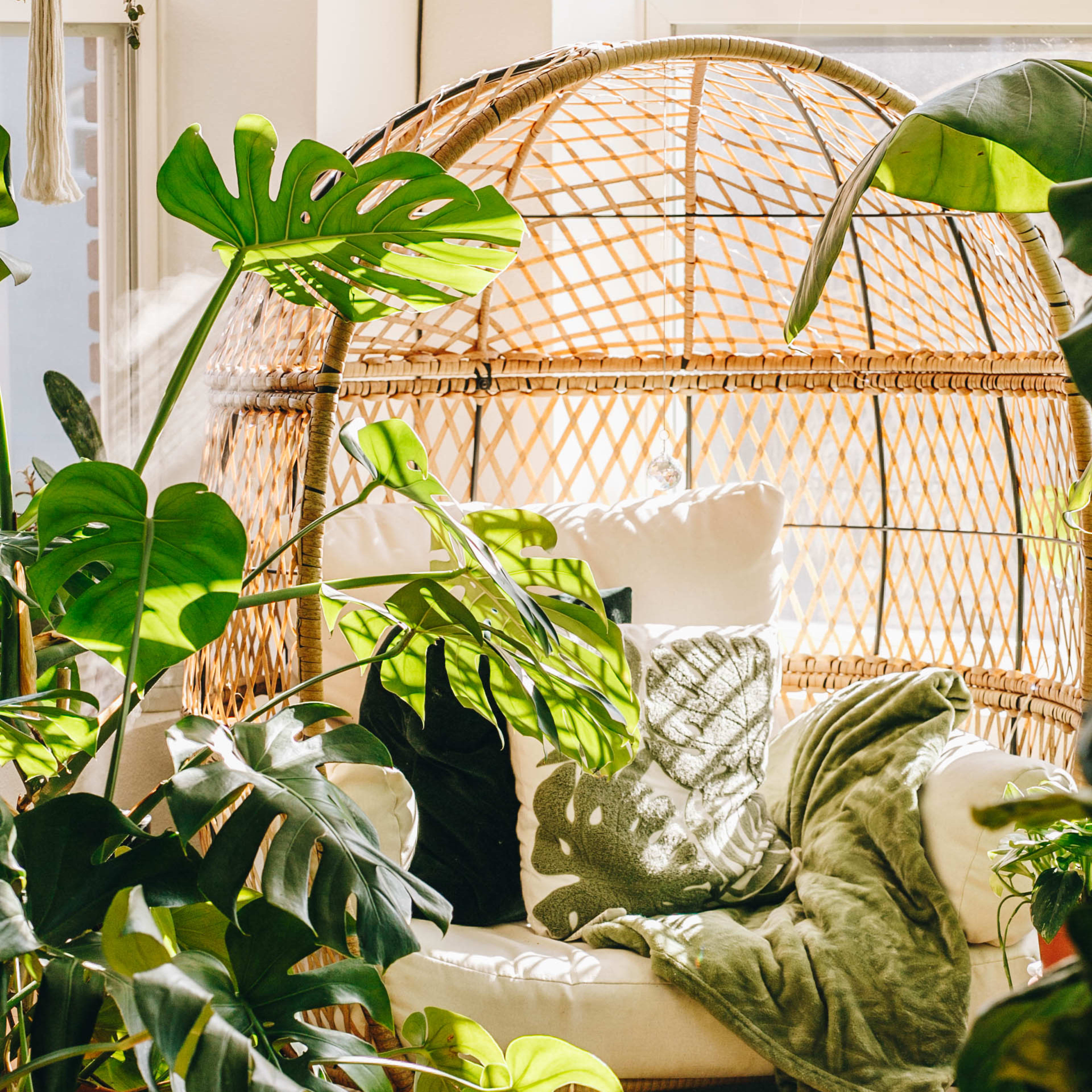 A rattan chair surrounded by various indoor plants and decorative cushions is positioned near a sunlit window.