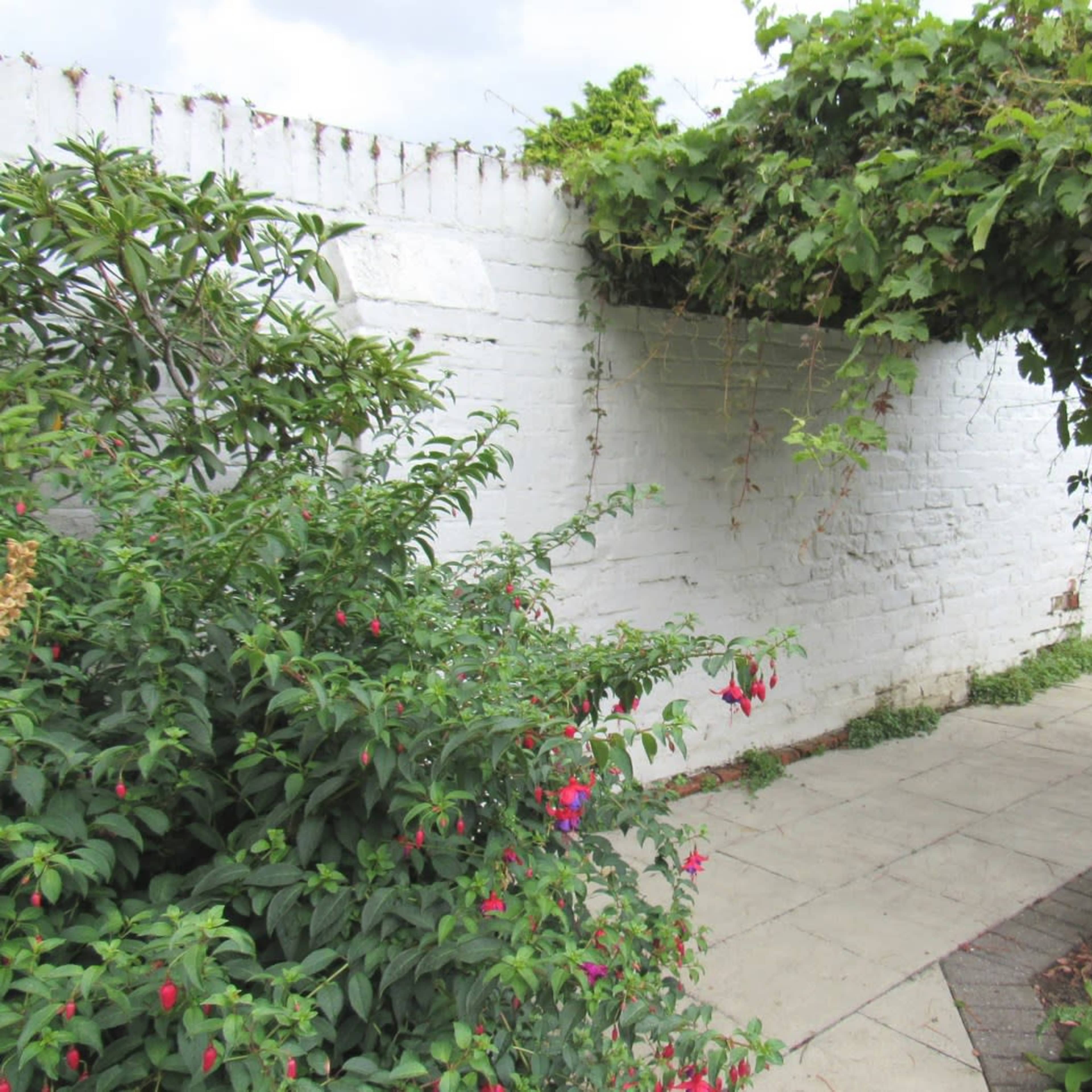 A stone pathway leads through a garden with flowering plants beside a white brick wall partially covered by climbing vines.