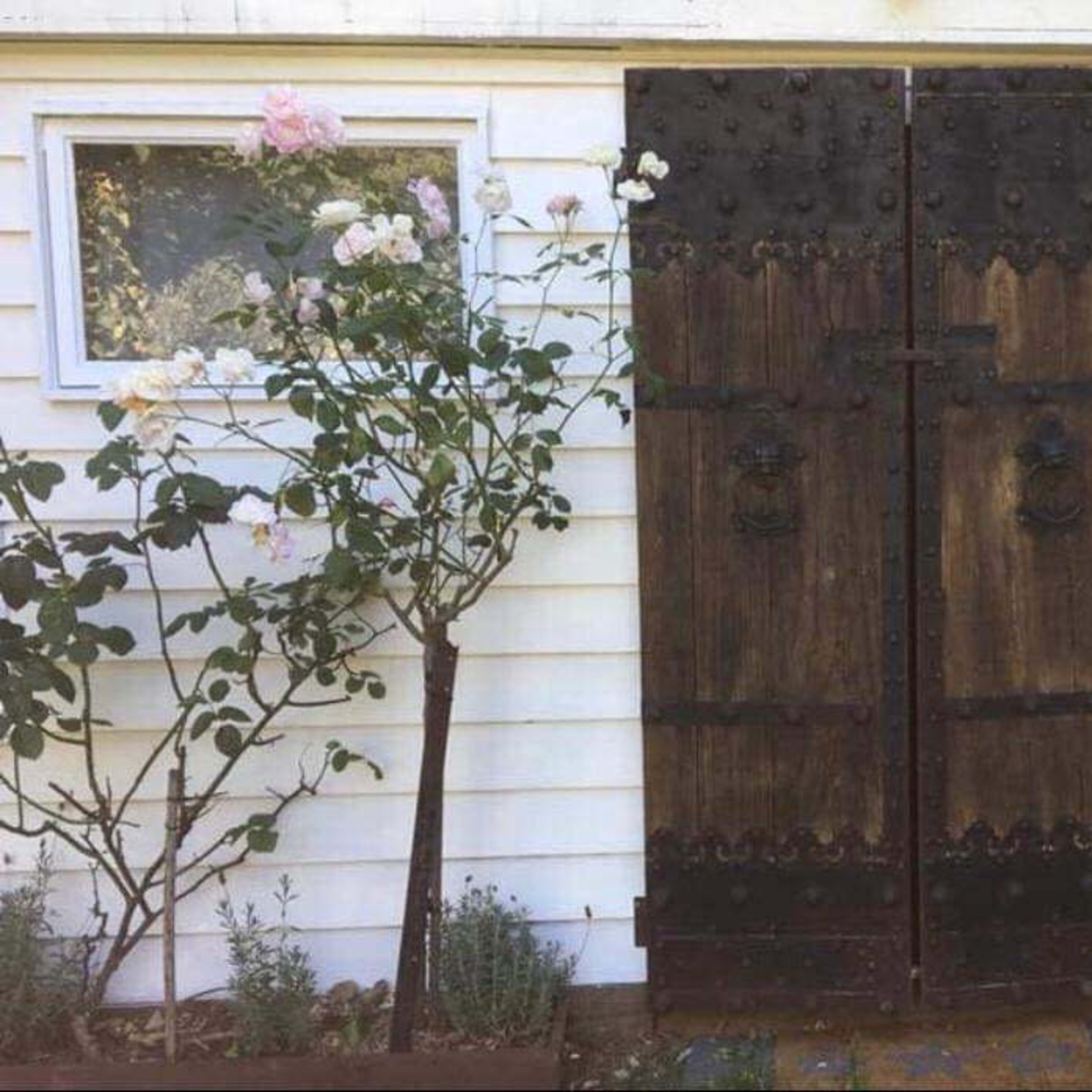 A pair of wooden double doors with metal accents, flanked by two small trees, set against a white house exterior.
