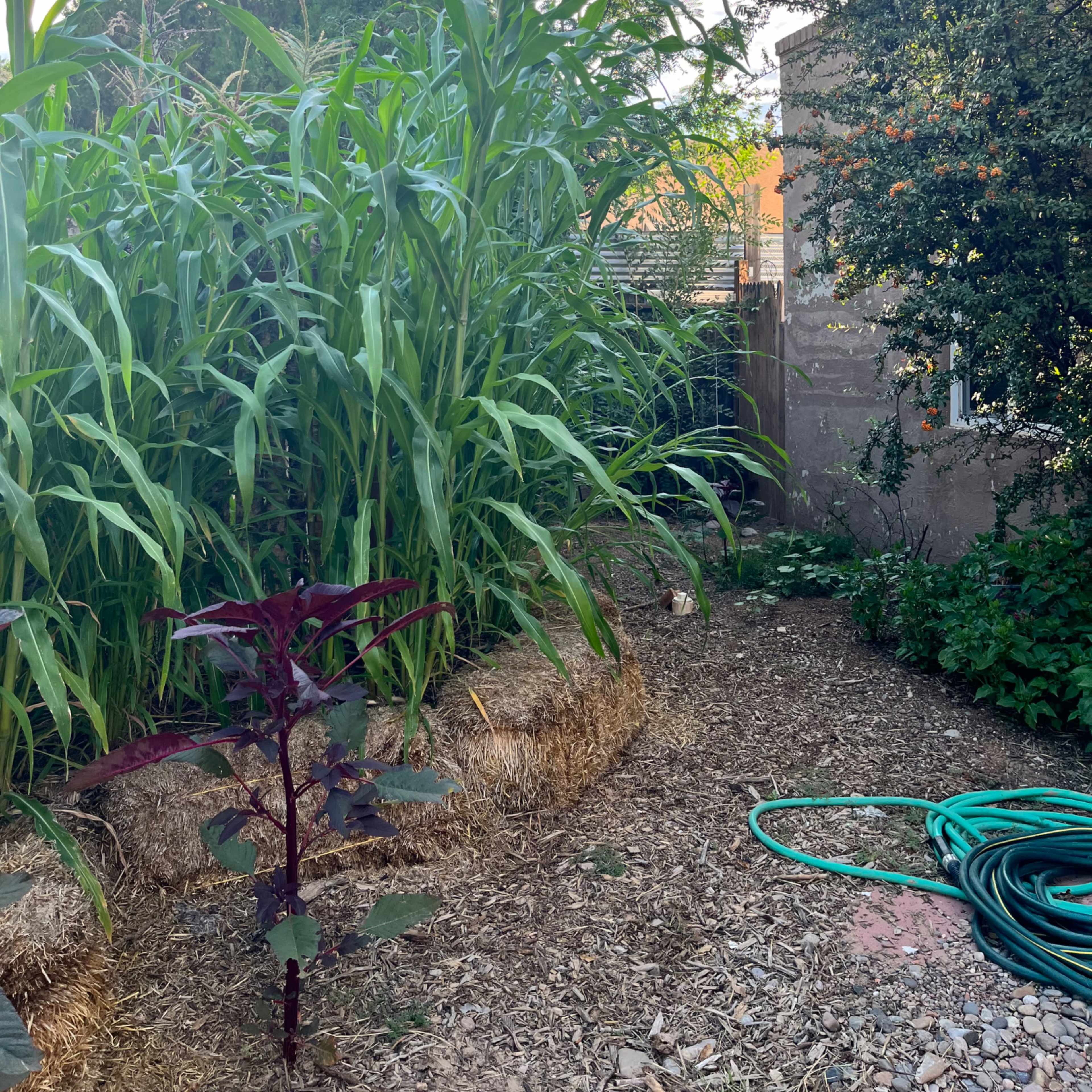 A garden path lined with straw bales and a dense growth of corn and other plants is visible under a clear sky.