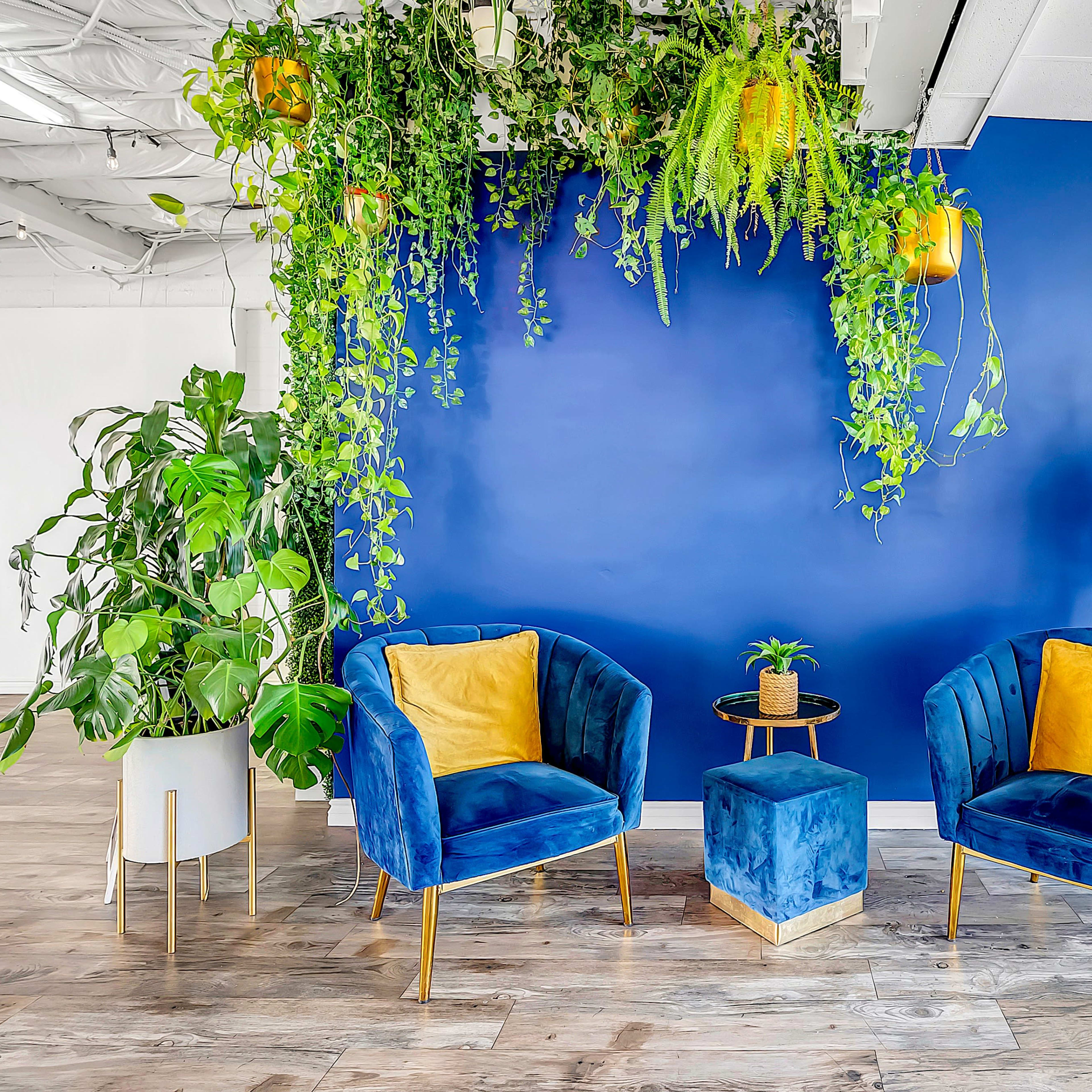 A modern indoor seating area featuring two velvet chairs, a small table, and various plants against a deep blue wall.