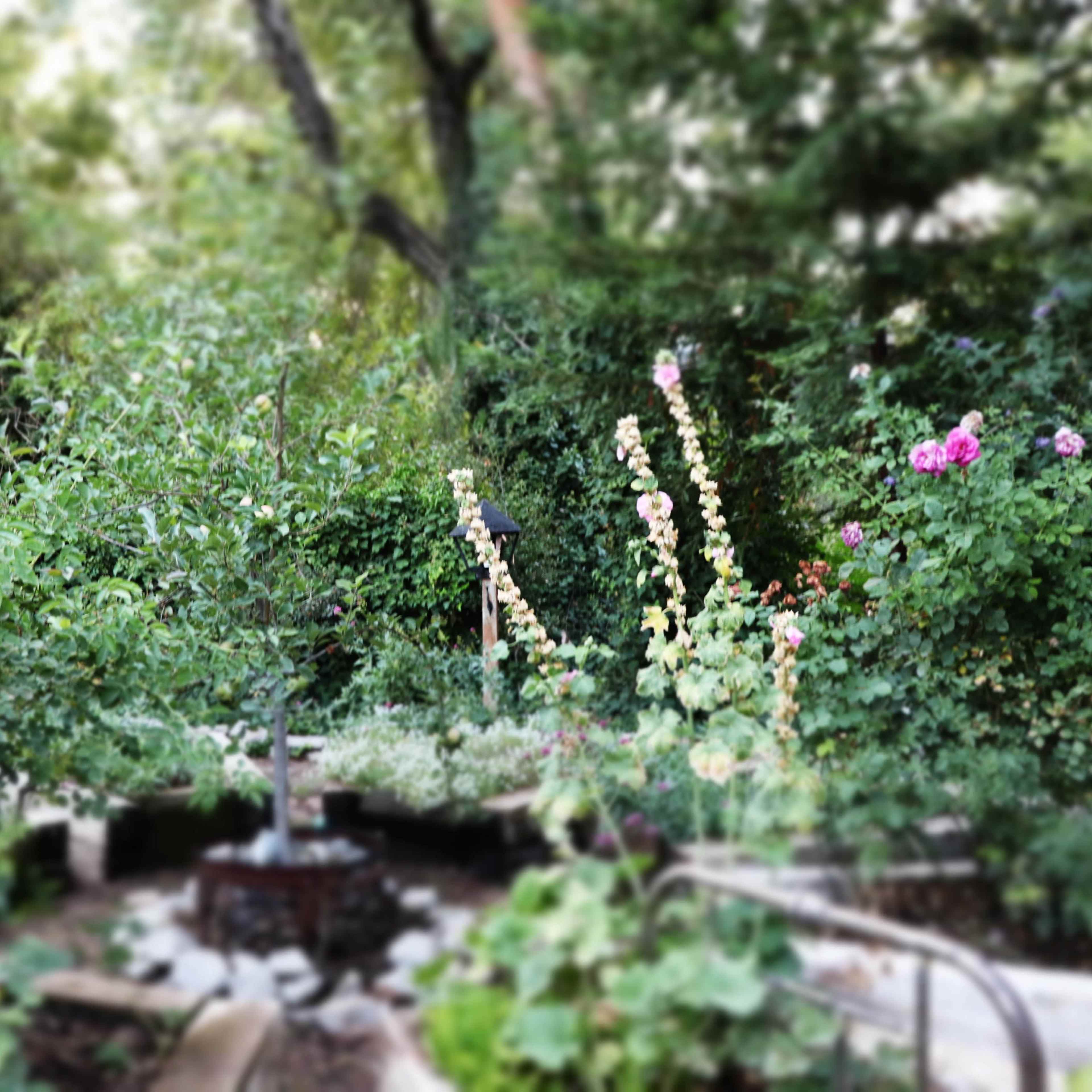 A garden filled with blooming flowers, including roses, surrounding a small tree and stone pathway.
