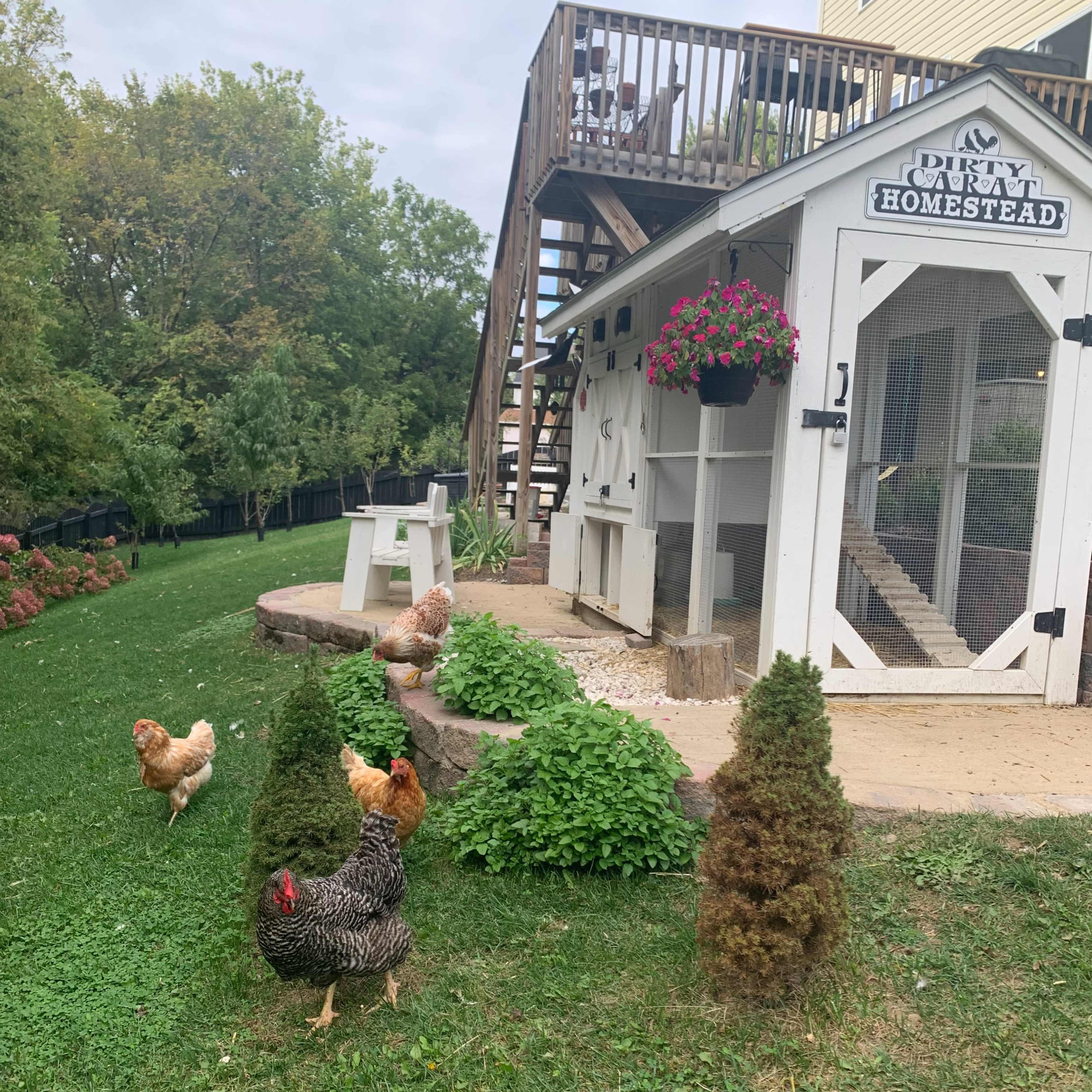 A variety of chickens wander around a landscaped area in front of a white chicken coop surrounded by small shrubs.
