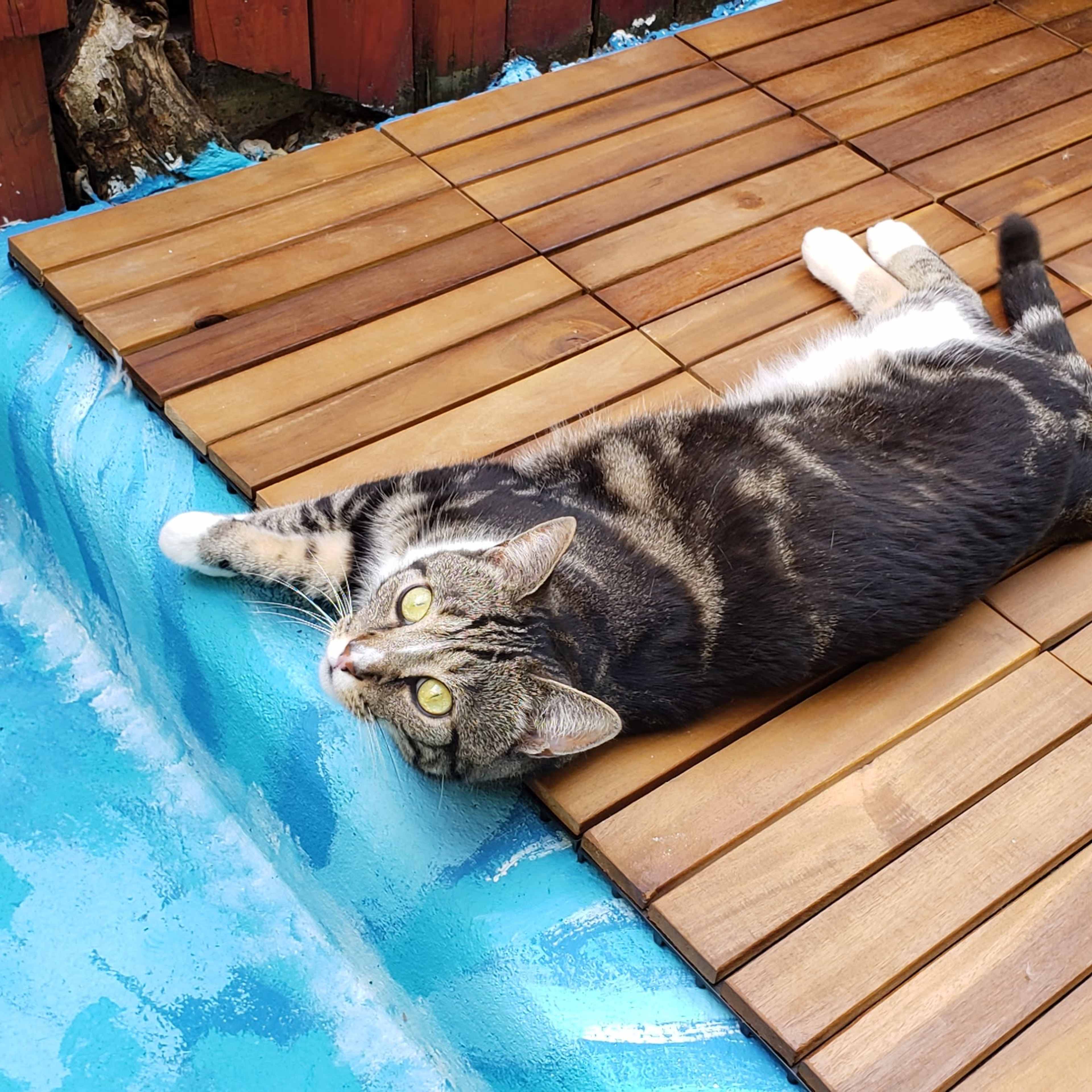 A gray tabby cat lies on a wooden deck beside a blue-painted surface.
