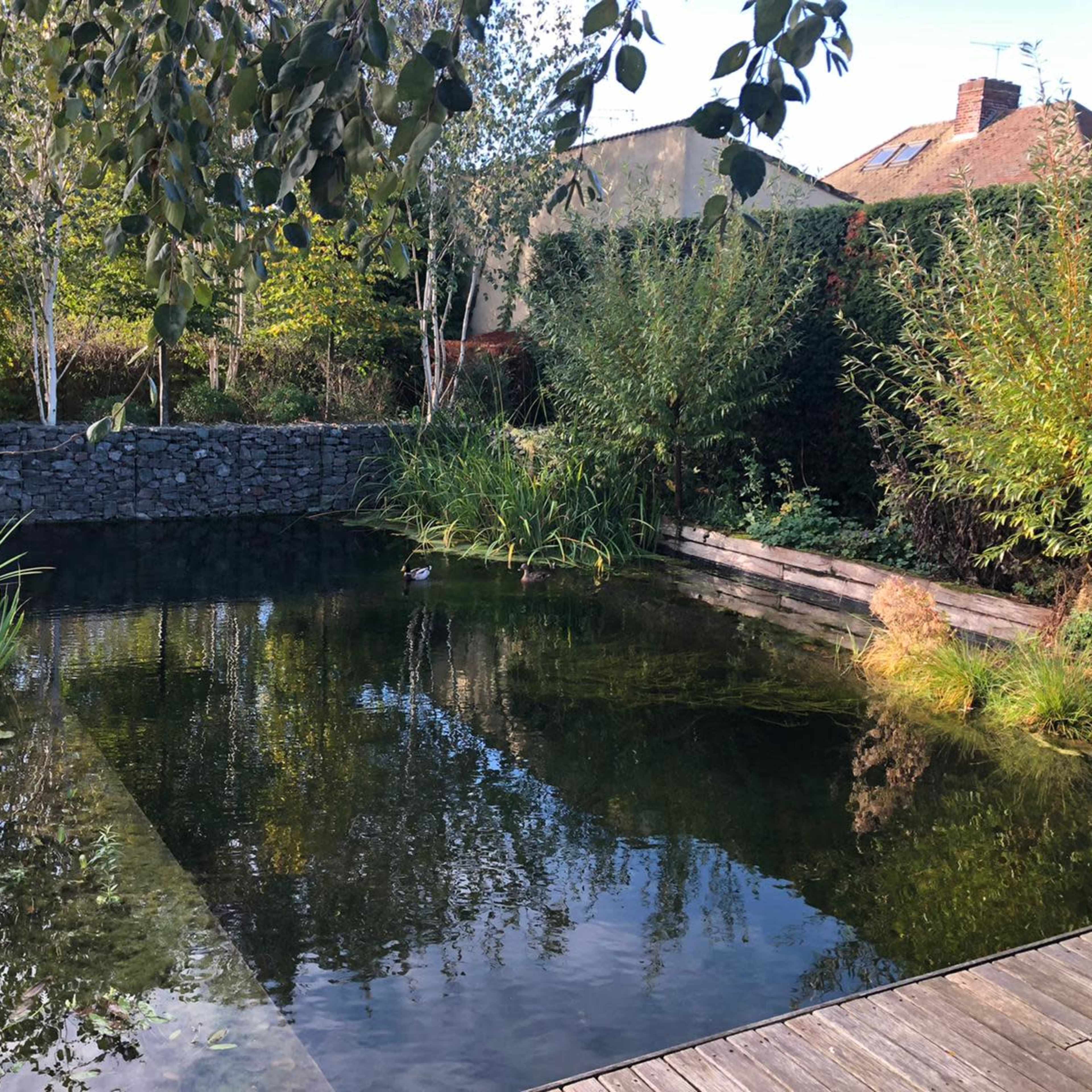 A serene pond surrounded by lush greenery and bordered by wooden decking reflects the clear sky and nearby trees.