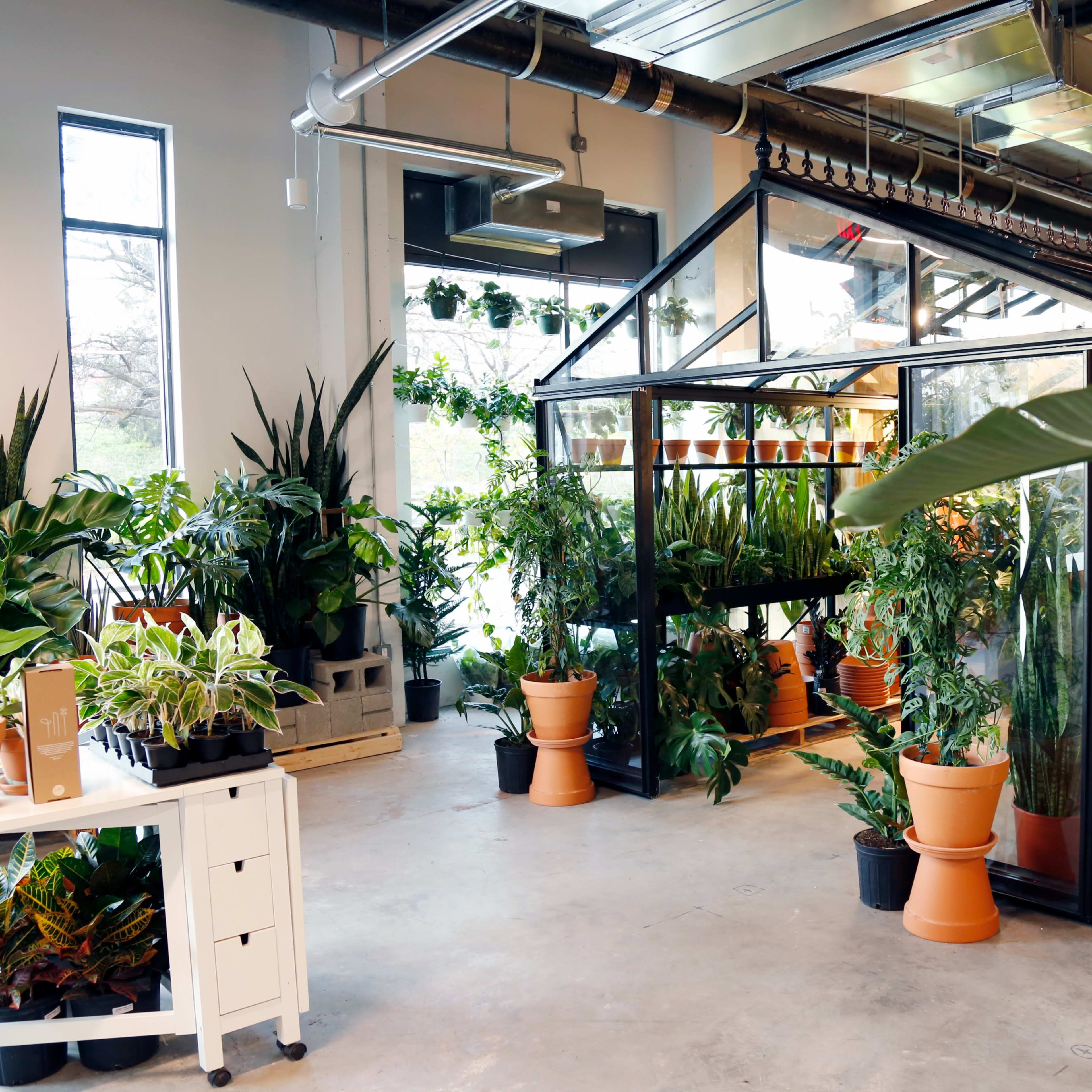A greenhouse interior filled with various potted plants arranged on shelves and tables, with large windows allowing natural light to illuminate the space.
