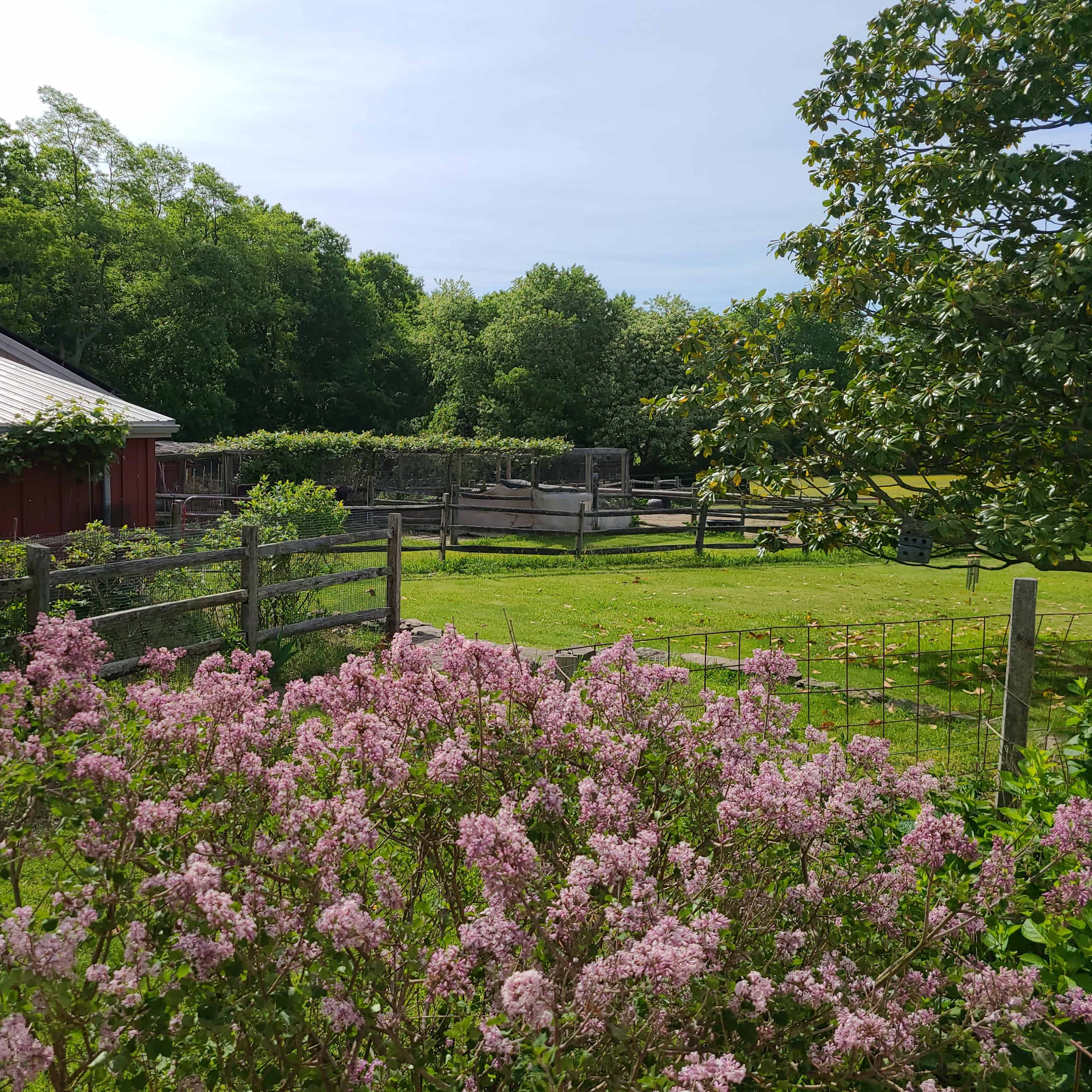 A garden with blooming lilacs is situated in front of a red barn, surrounded by green fields and trees.