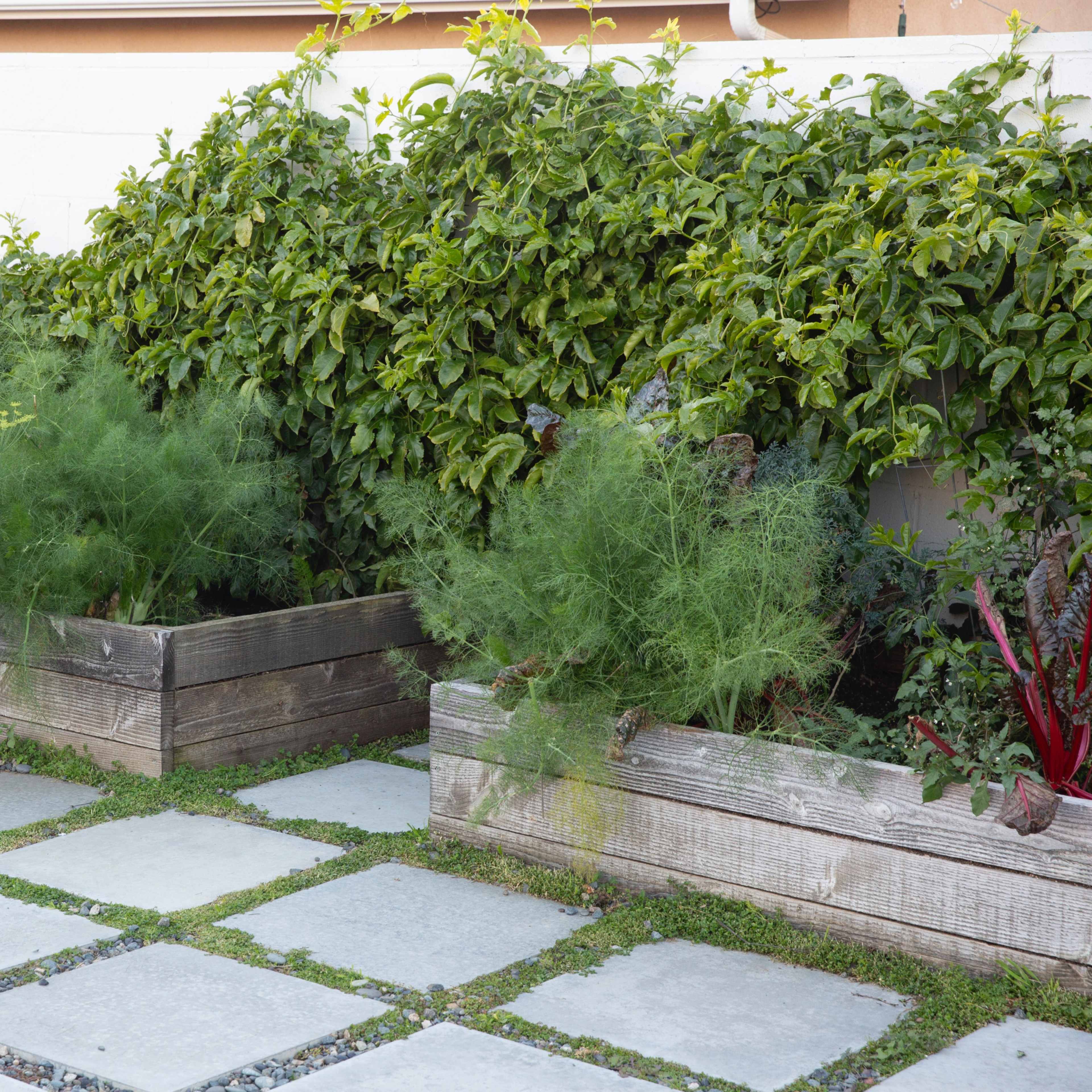 Raised garden beds filled with green plants, bordered by stone pavers in a landscaped outdoor area.