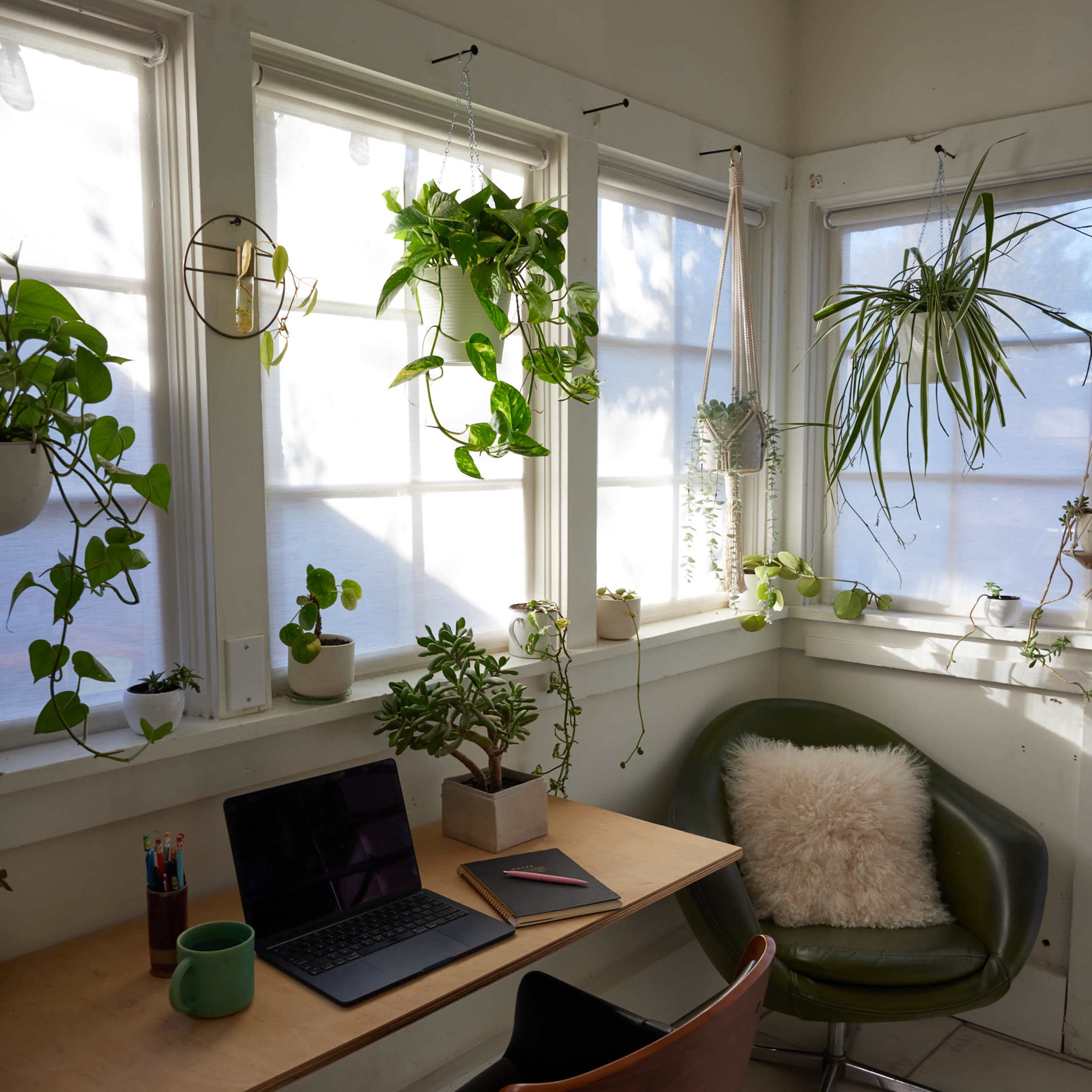 A bright workspace features a wooden desk with a laptop and notebooks, surrounded by various hanging and potted plants.