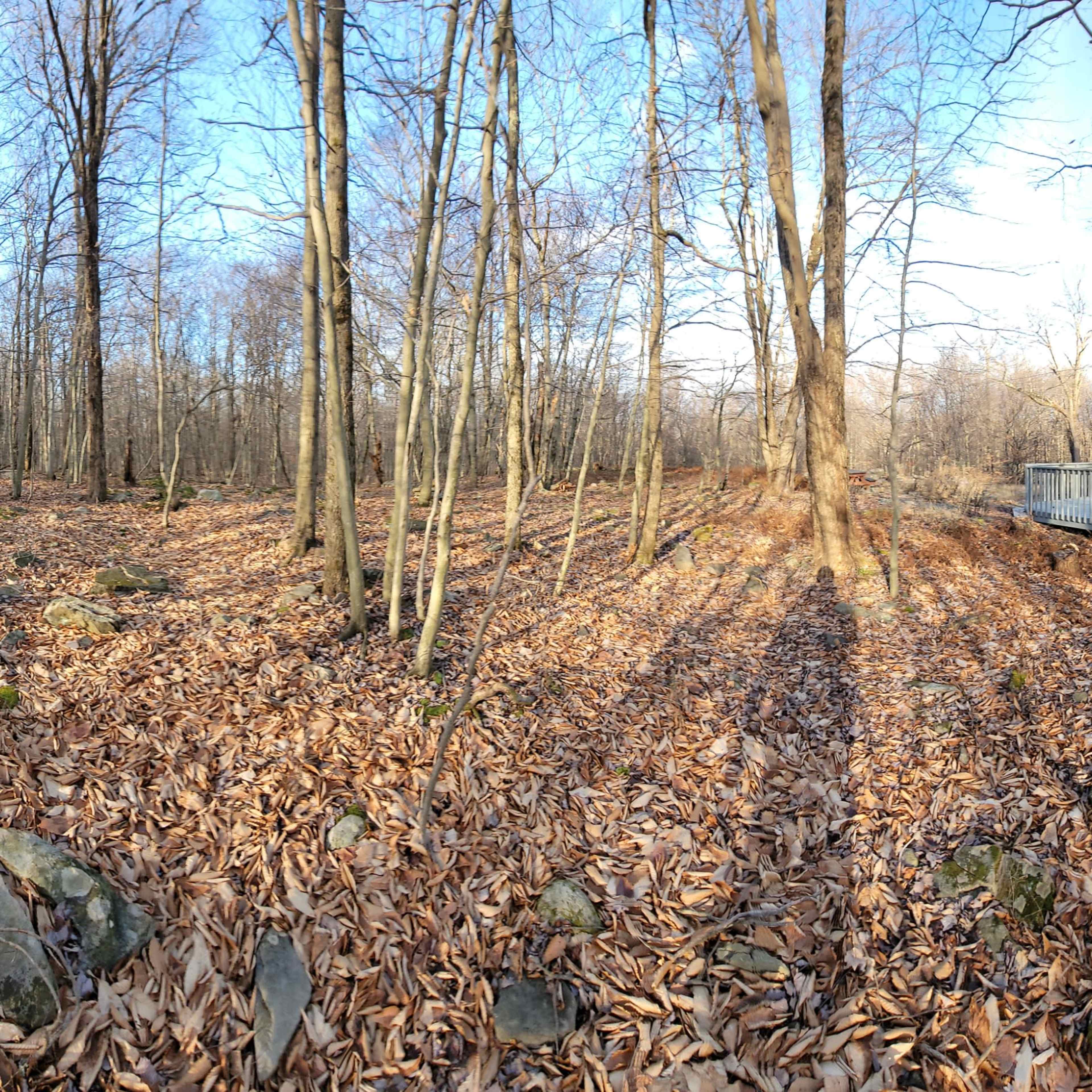 A house is positioned near the edge of a wooded area, surrounded by bare trees and a carpet of fallen leaves.