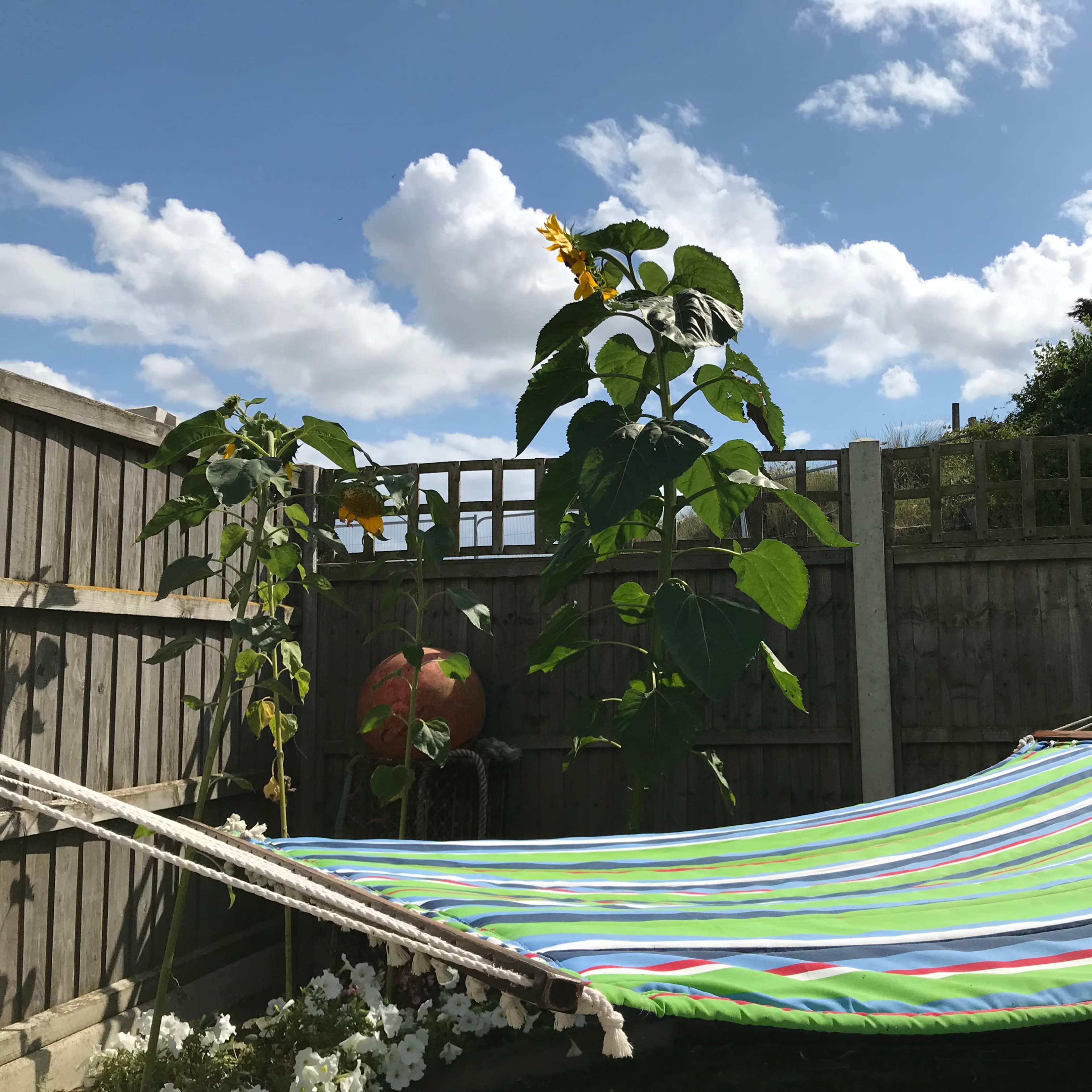 A colorful hammock is draped between wooden posts in a garden, surrounded by tall sunflowers and a blue sky with scattered clouds.