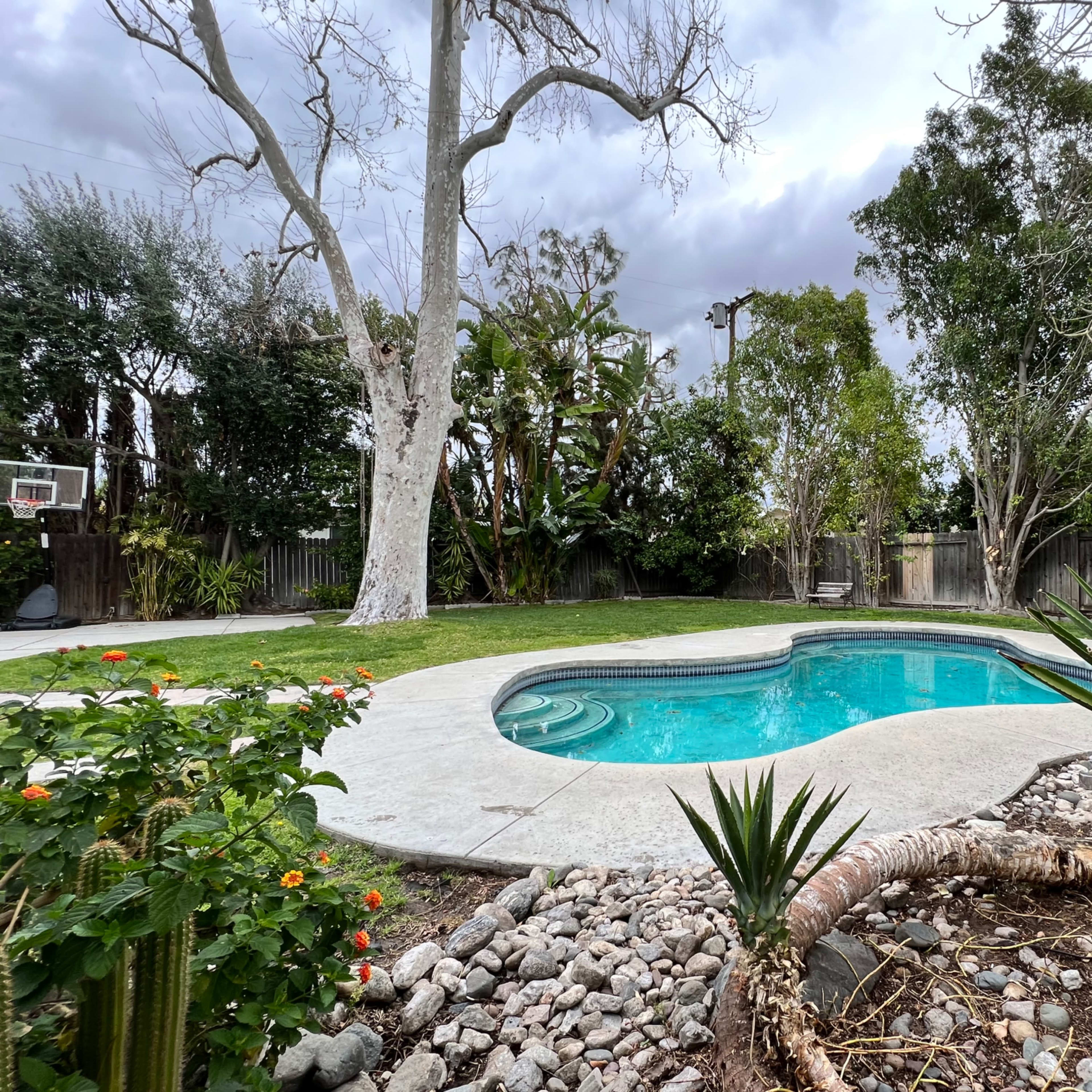A landscaped backyard featuring a curved swimming pool surrounded by grass, rocks, and various plants.
