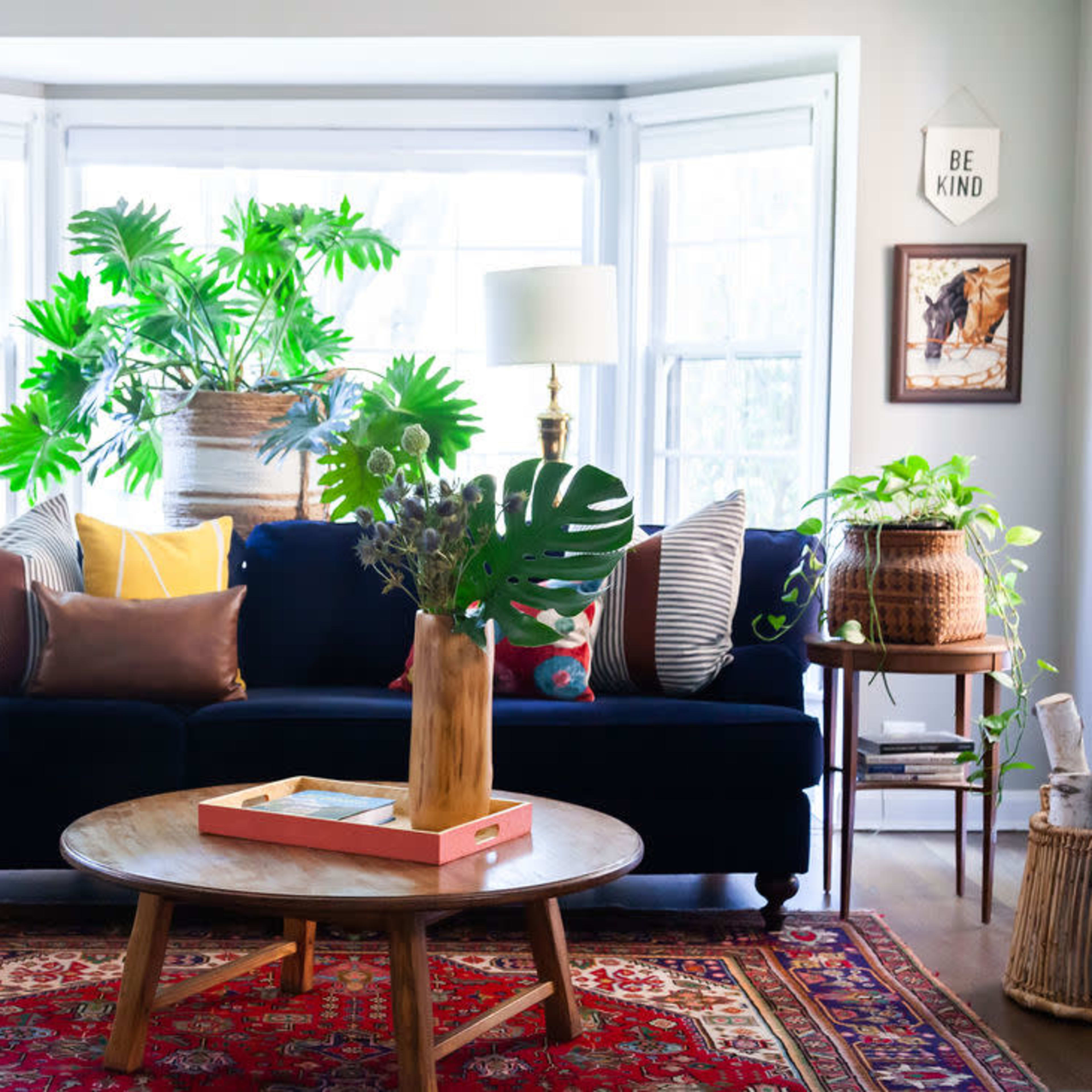 A cozy living room features a blue sofa adorned with colorful pillows, a circular wooden coffee table, and large plants framed by windows.