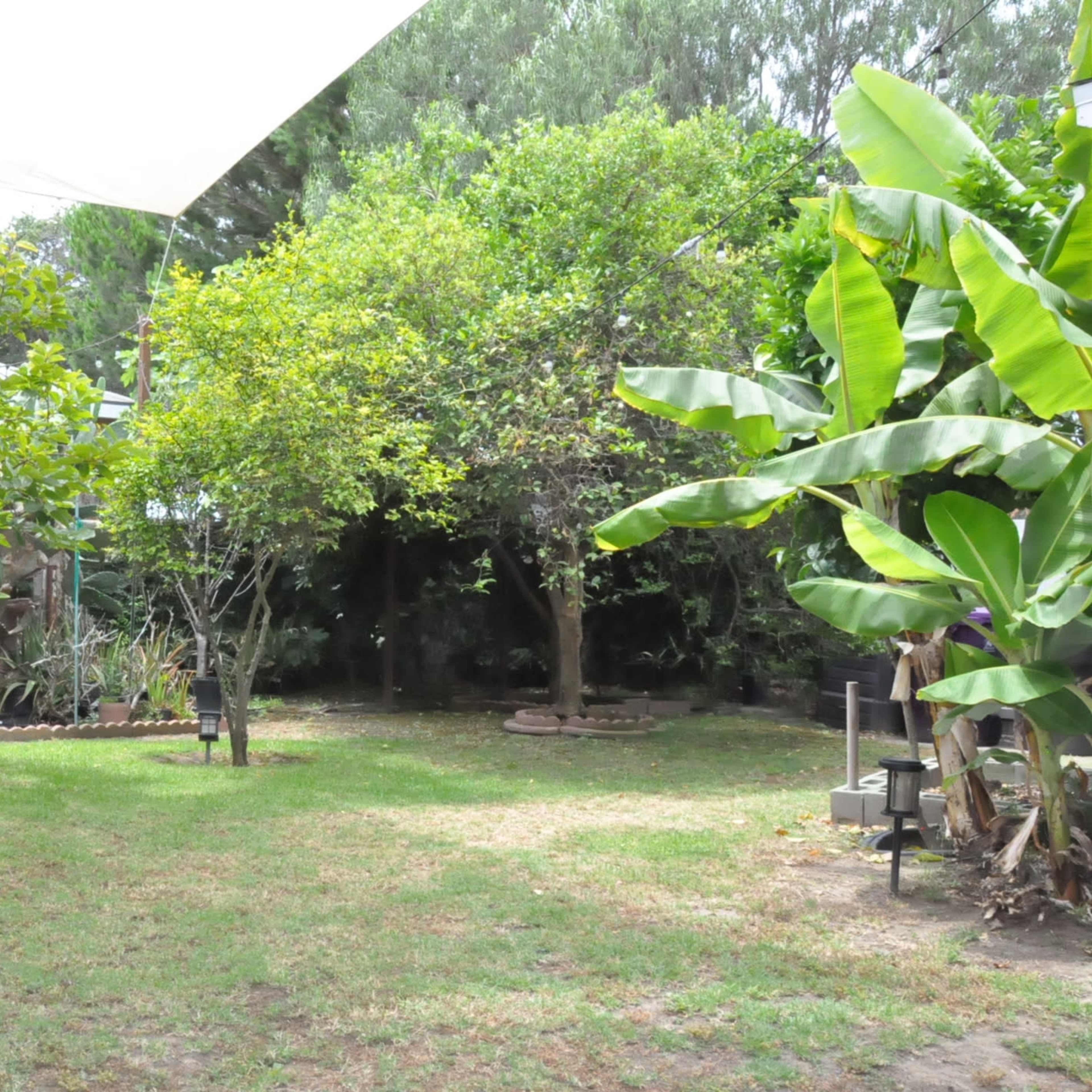 A grassy area in a garden surrounded by various trees and large cacti, with a canopy overhead.