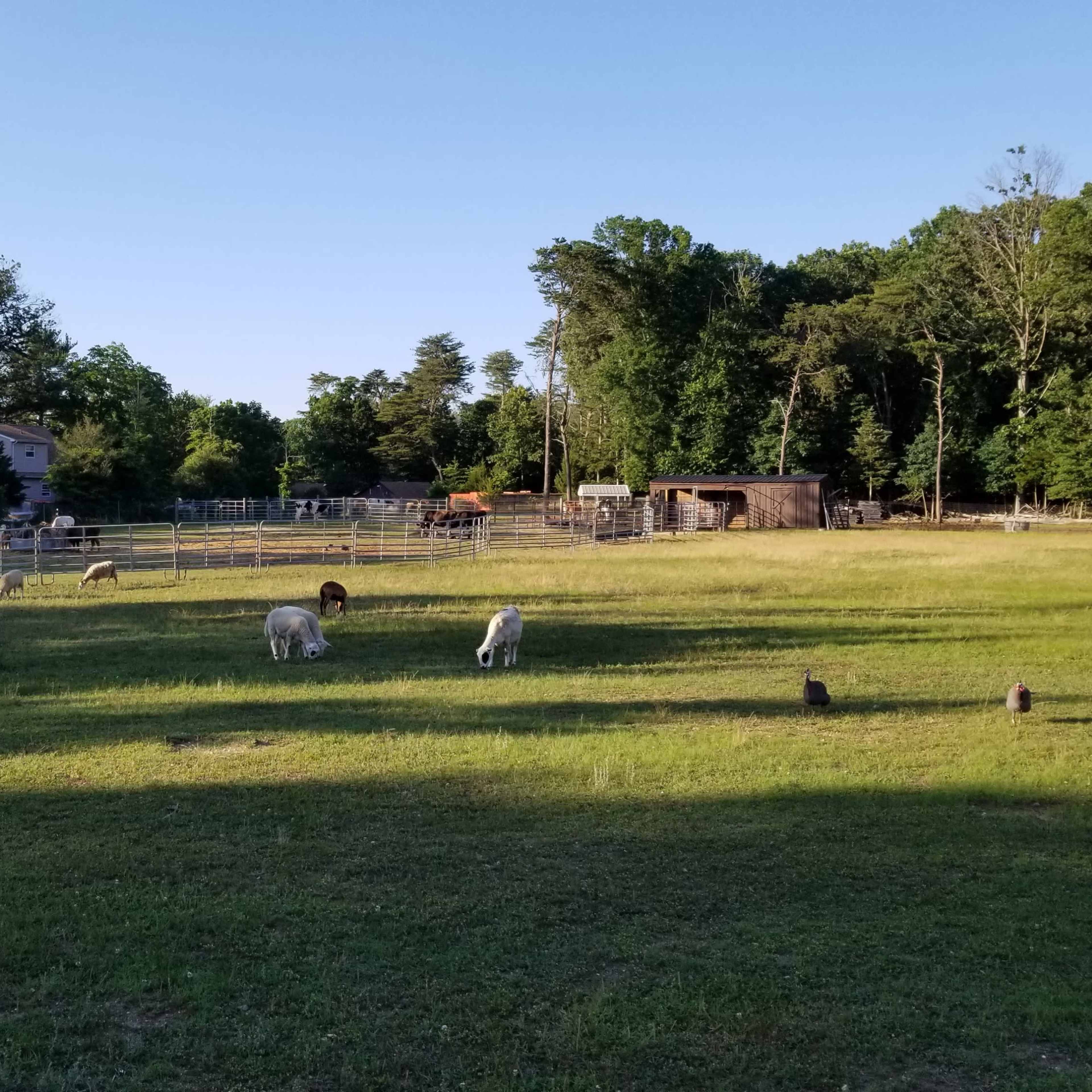 A pasture with several grazing animals, including sheep and goats, near a wooded area and a rustic barn in the background.