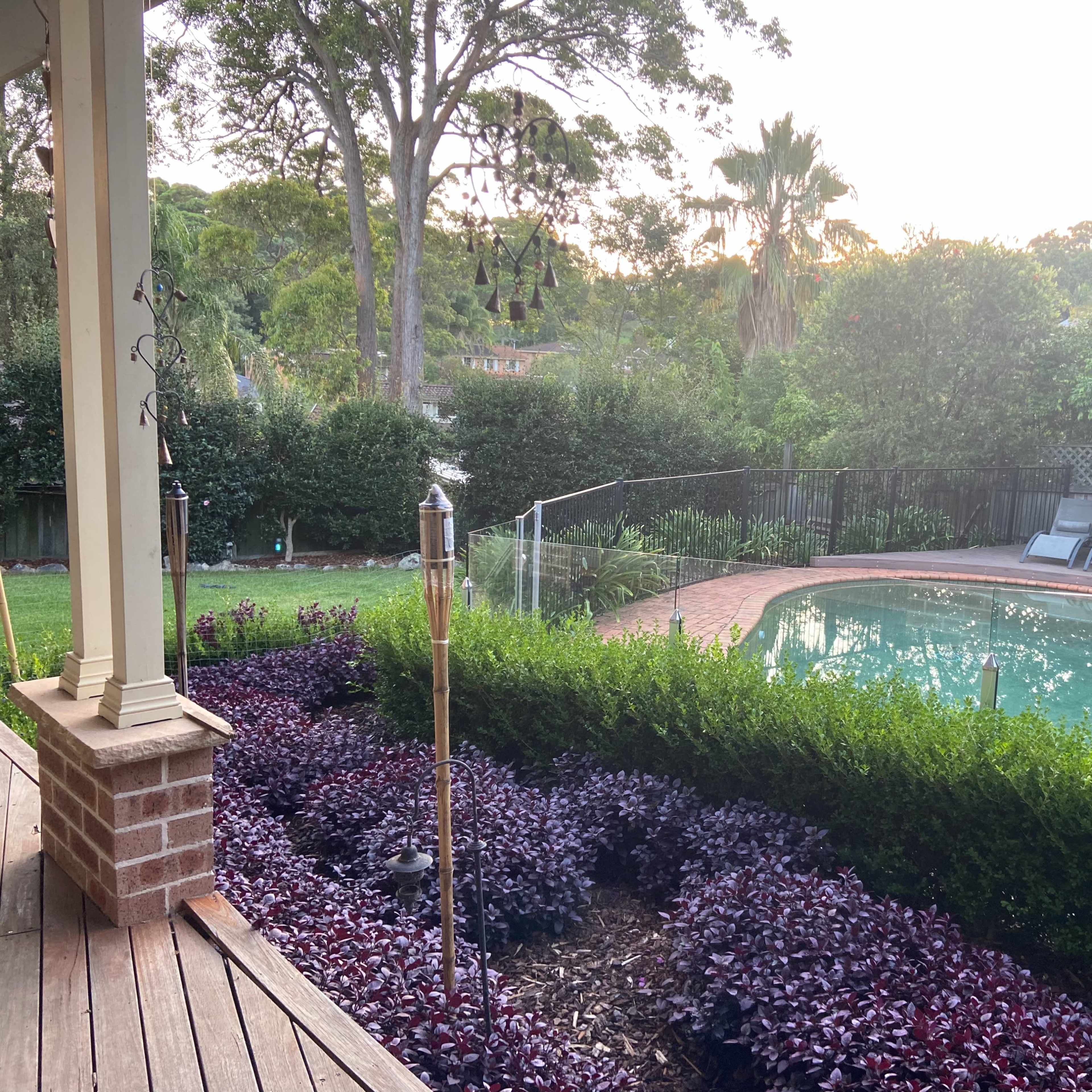 A backyard with a swimming pool surrounded by greenery and a wooden deck.
